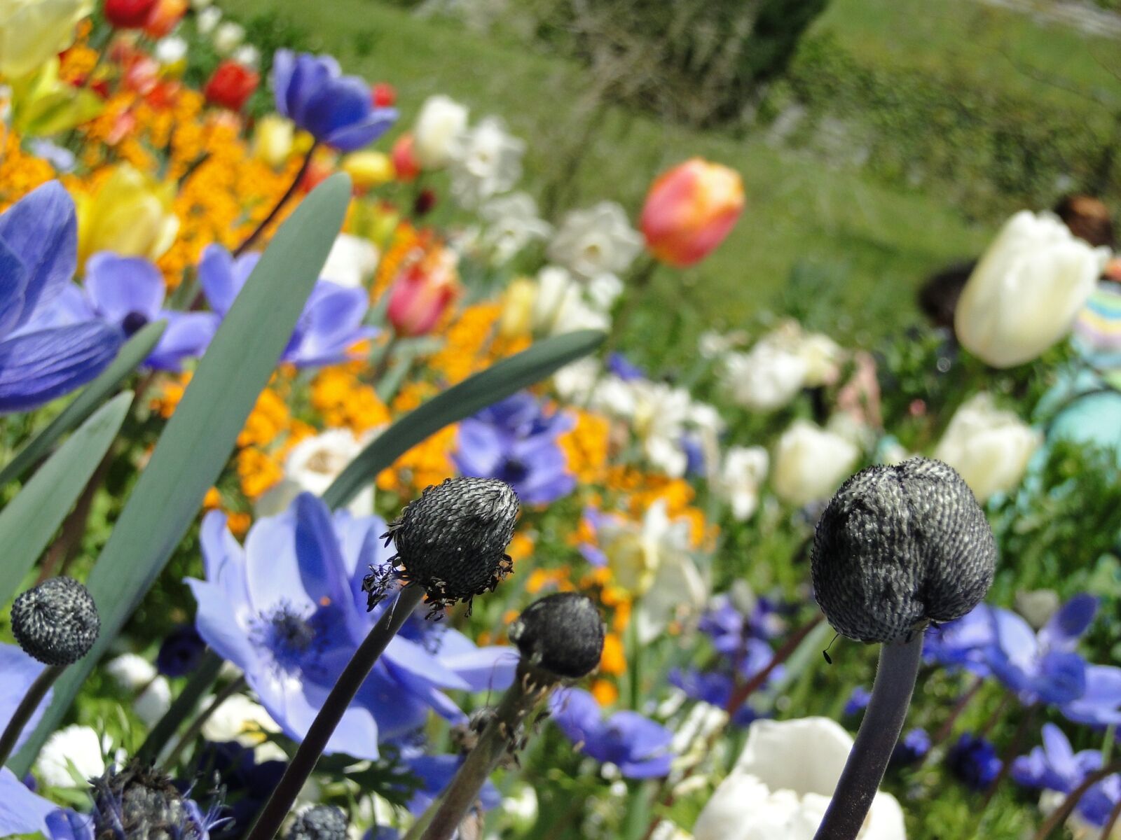 Sony Cyber-shot DSC-HX1 sample photo. Spring, flowers, flower photography