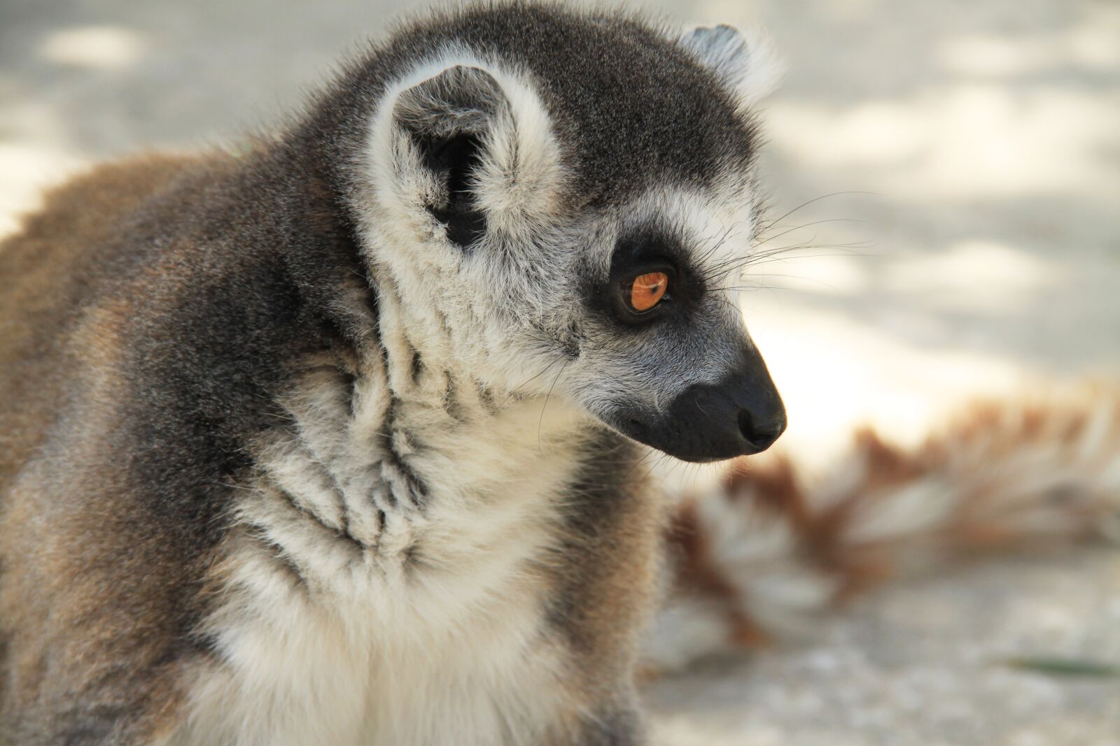 Canon EOS 500D (EOS Rebel T1i / EOS Kiss X3) sample photo. Lemur, animal, animals photography
