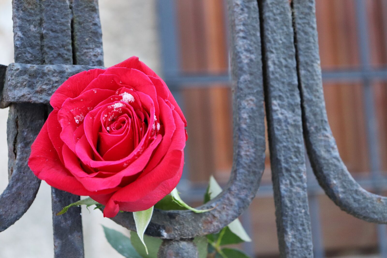 Canon EOS 200D (EOS Rebel SL2 / EOS Kiss X9) sample photo. Red rose, old iron photography