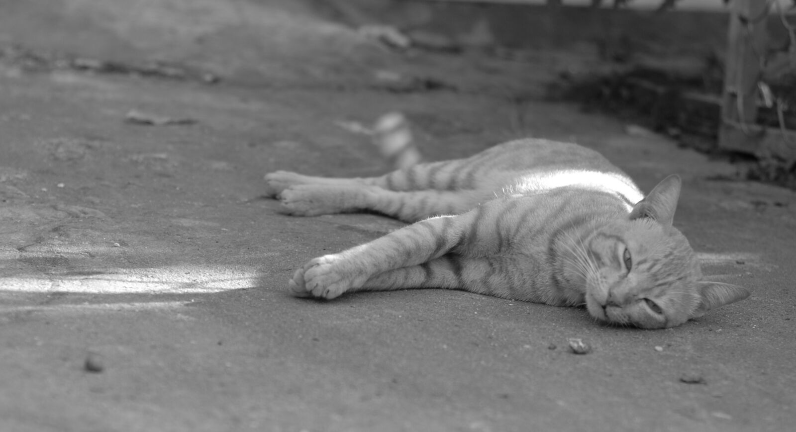 Nikon D2Xs sample photo. Animal, cat, hairy photography