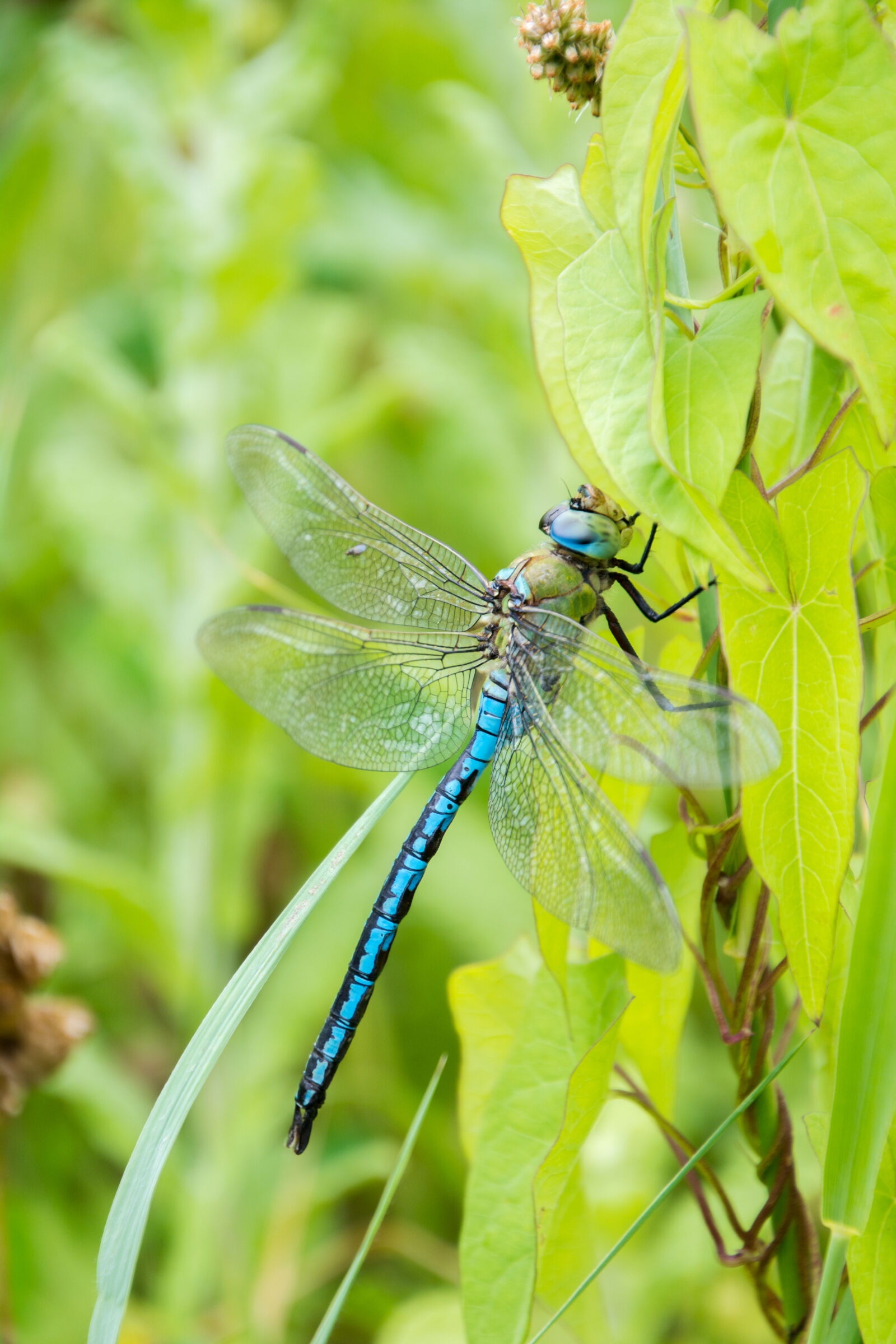 Nikon D5200 sample photo. Drangonfly, nature photography