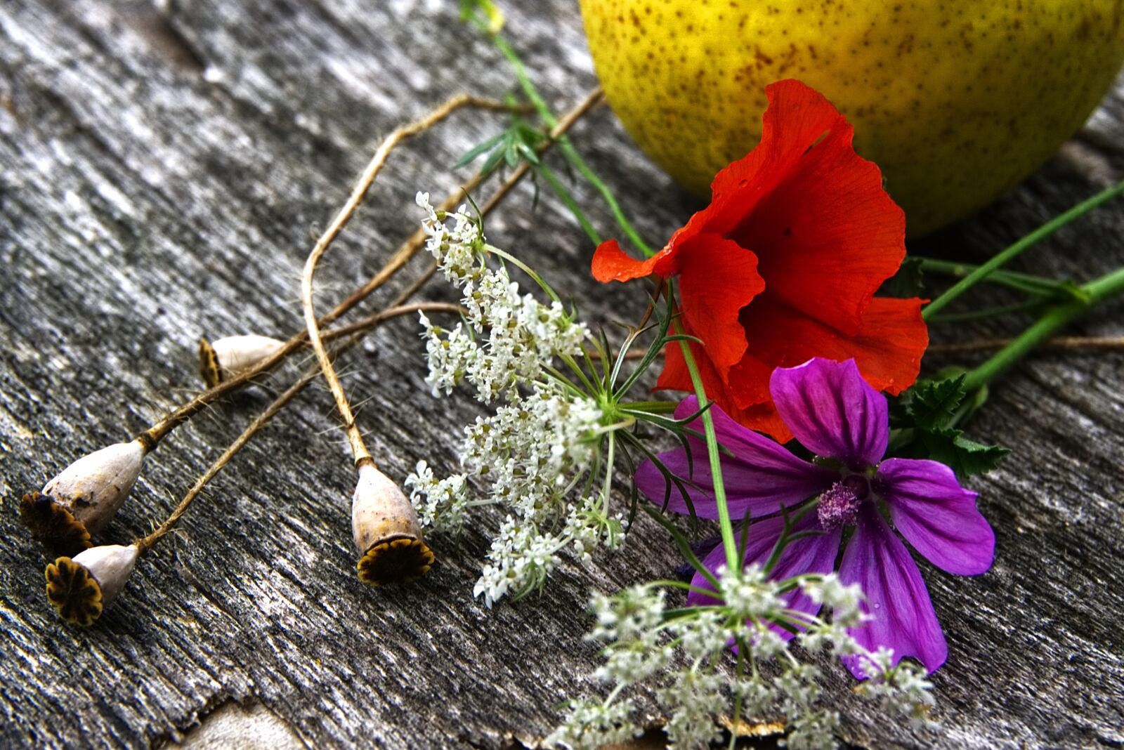 Sony a6000 sample photo. Flowers, wild flowers, wild photography