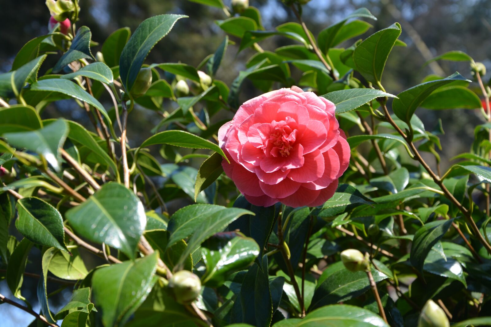 Nikon D5200 sample photo. Flower, leaves, nature photography