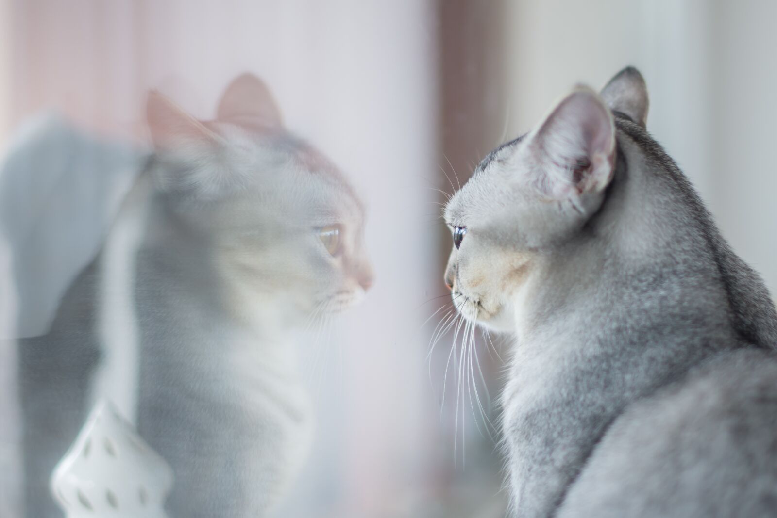Nikon D600 sample photo. Animal, cute, cat photography