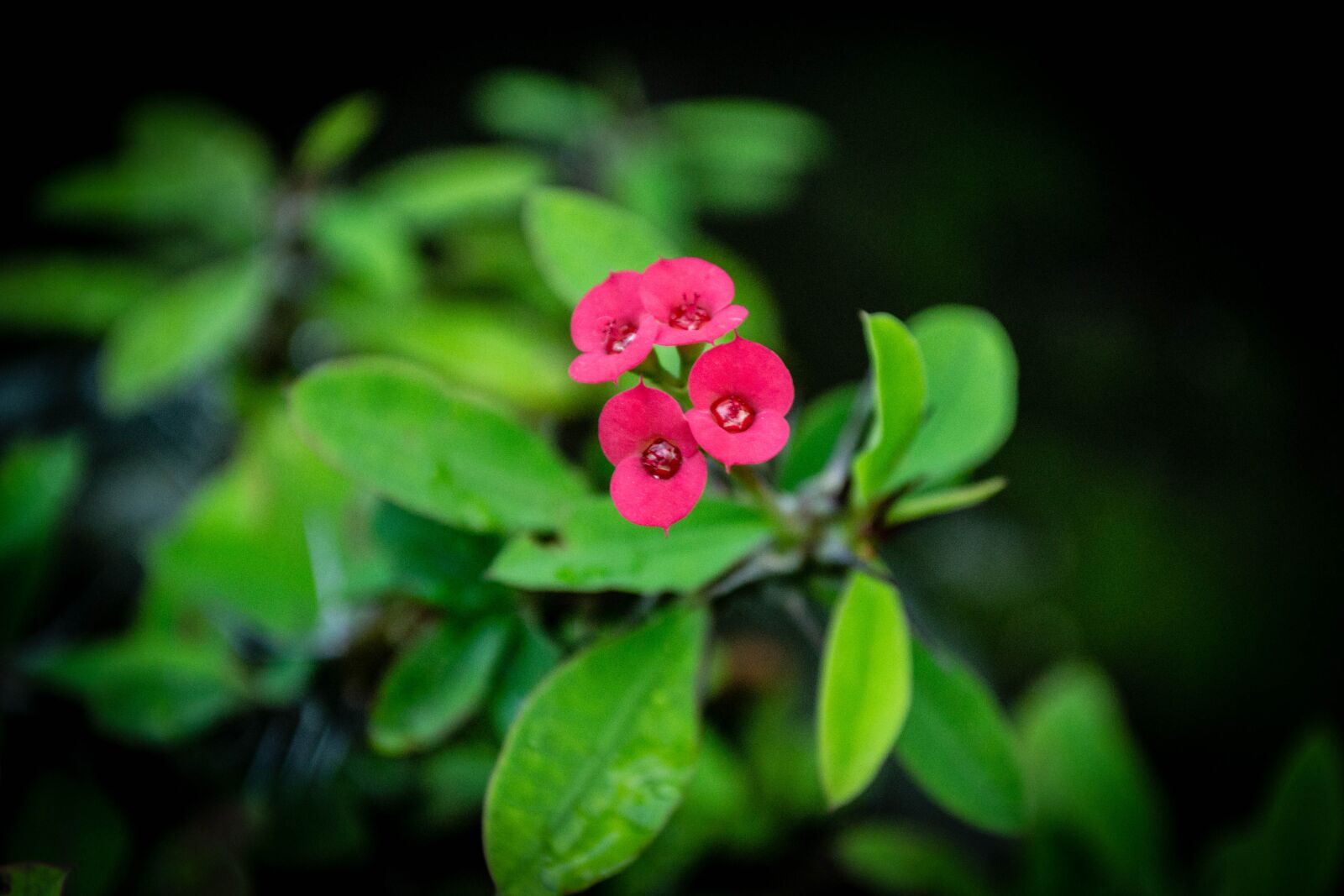 Nikon D3100 sample photo. Flower, cactus flower, plant photography
