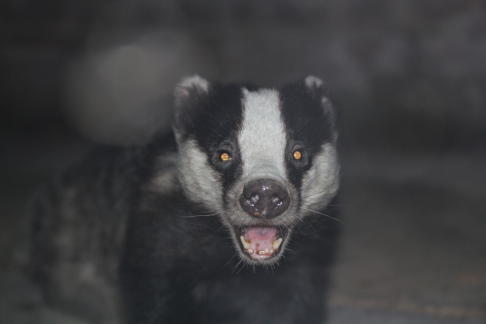 Canon EOS 550D (EOS Rebel T2i / EOS Kiss X4) sample photo. Badger, animal, wildlife photography