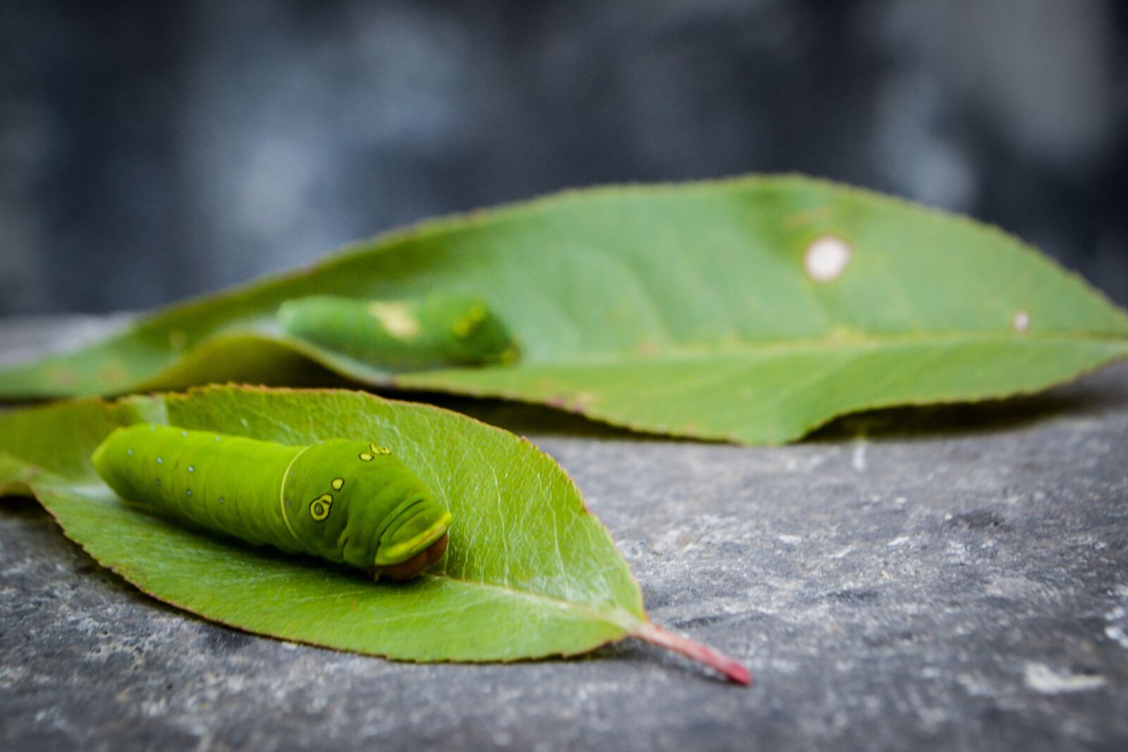 Nikon D3100 sample photo. Bug, insect, caterpillar photography