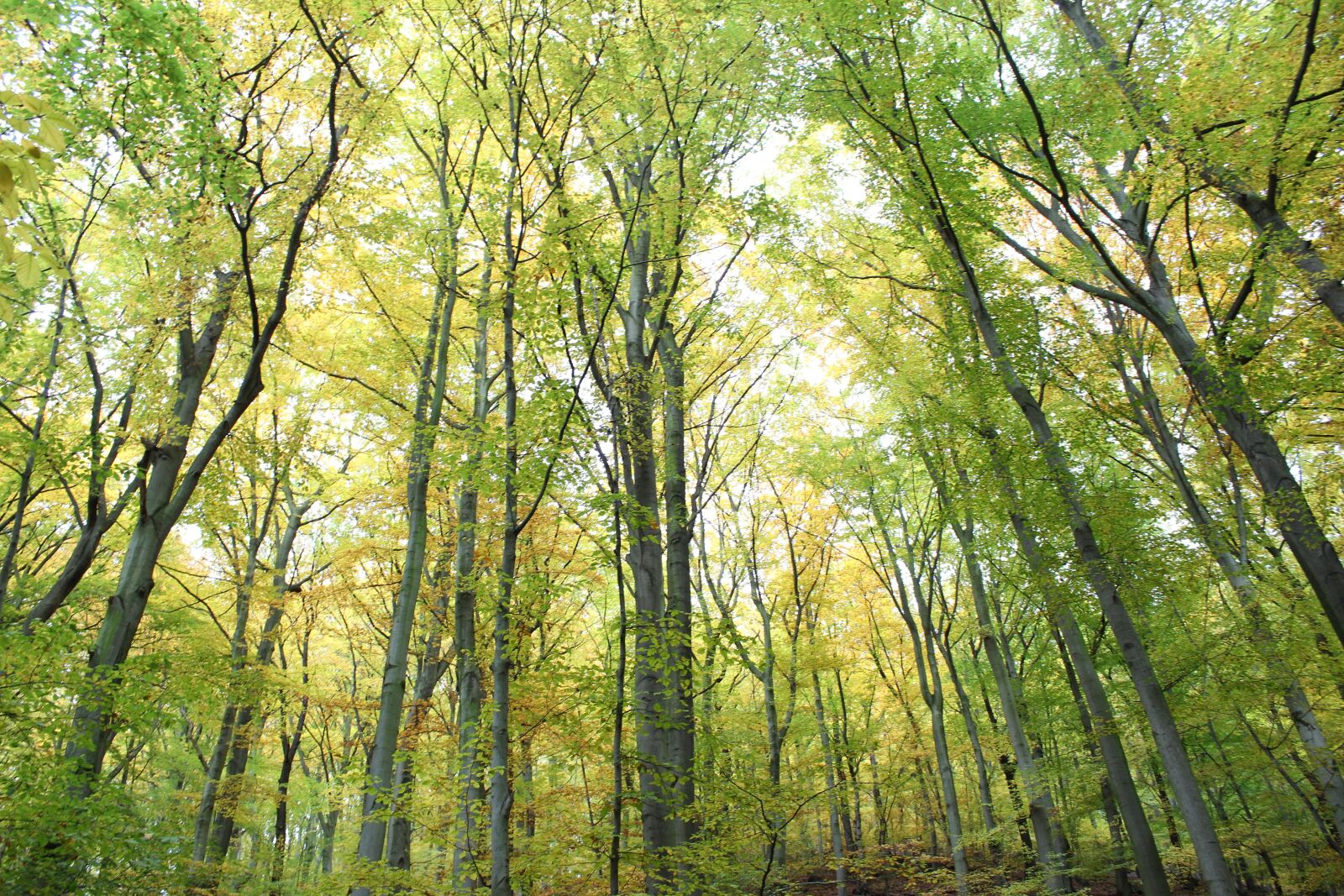Canon EOS 1300D (EOS Rebel T6 / EOS Kiss X80) sample photo. Forest, trees, mood photography