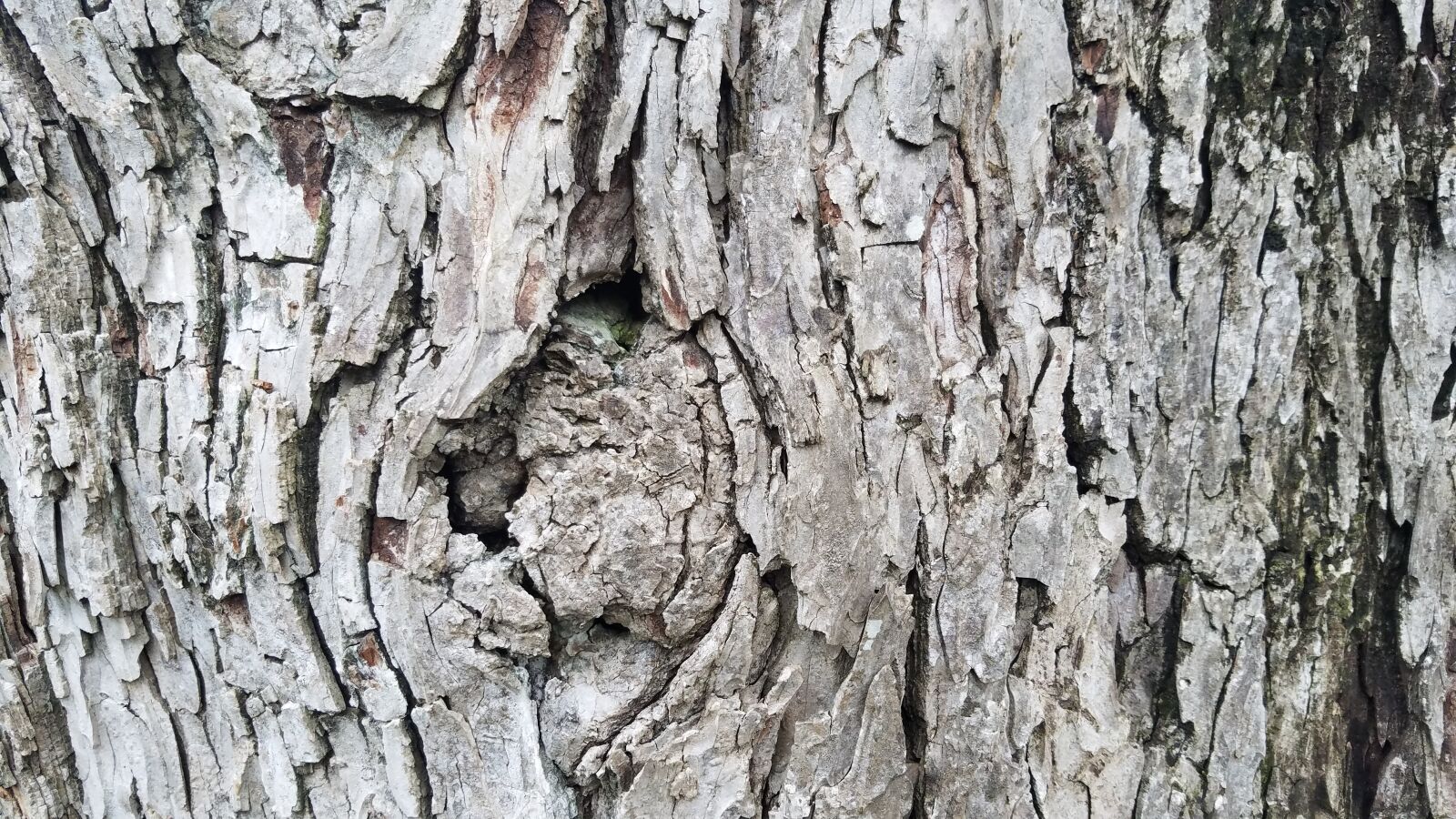 Samsung Galaxy S7 Active sample photo. Bark, rough, log photography