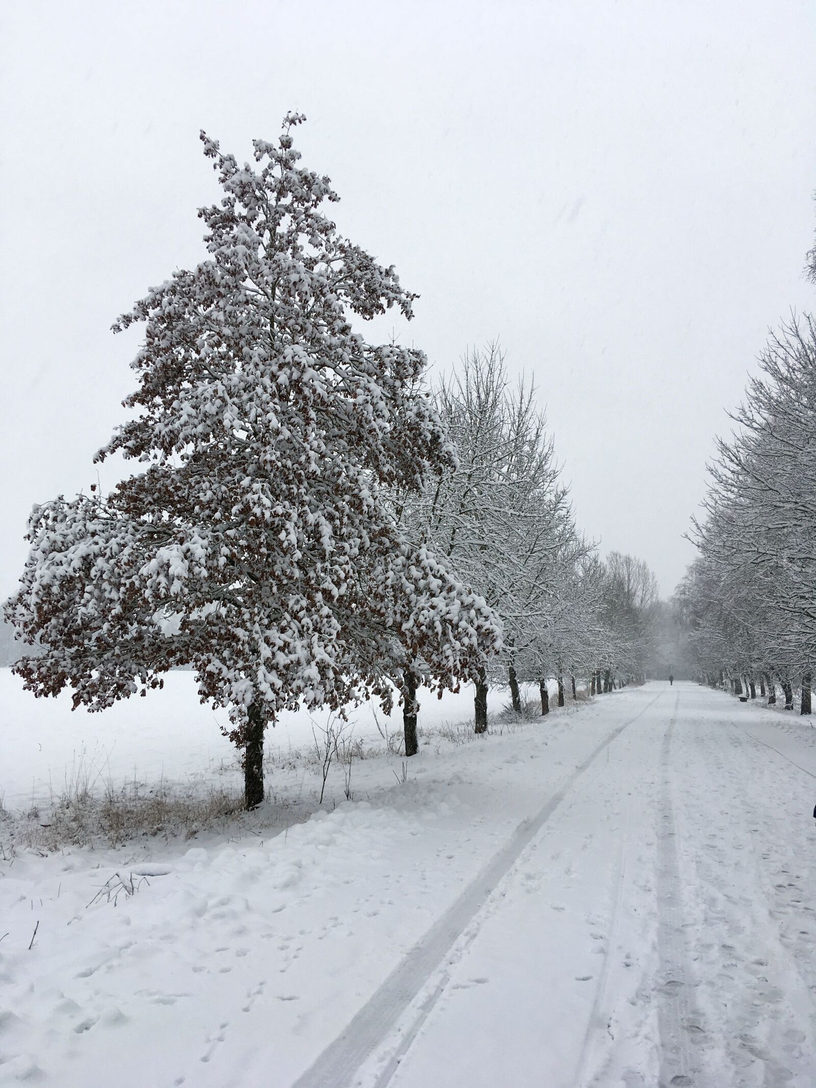 Apple iPhone SE sample photo. Schnee, winter, natur photography