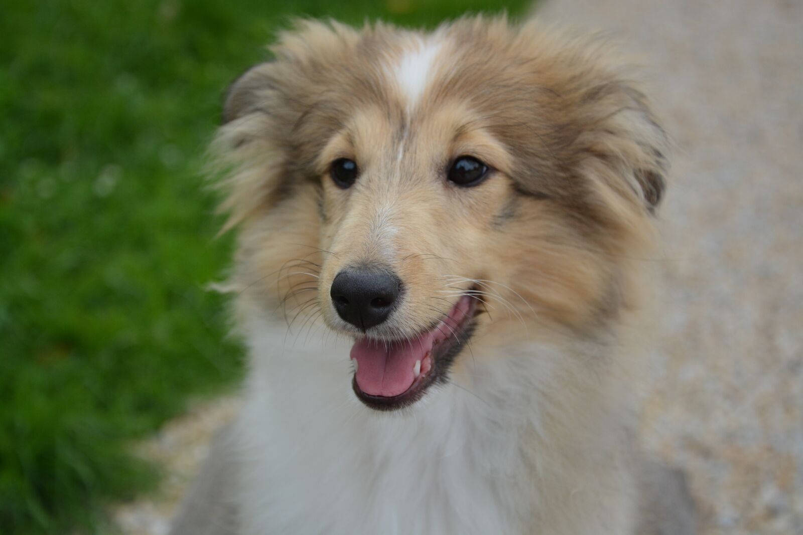 Nikon D5200 sample photo. Dog, pup, portrait photography