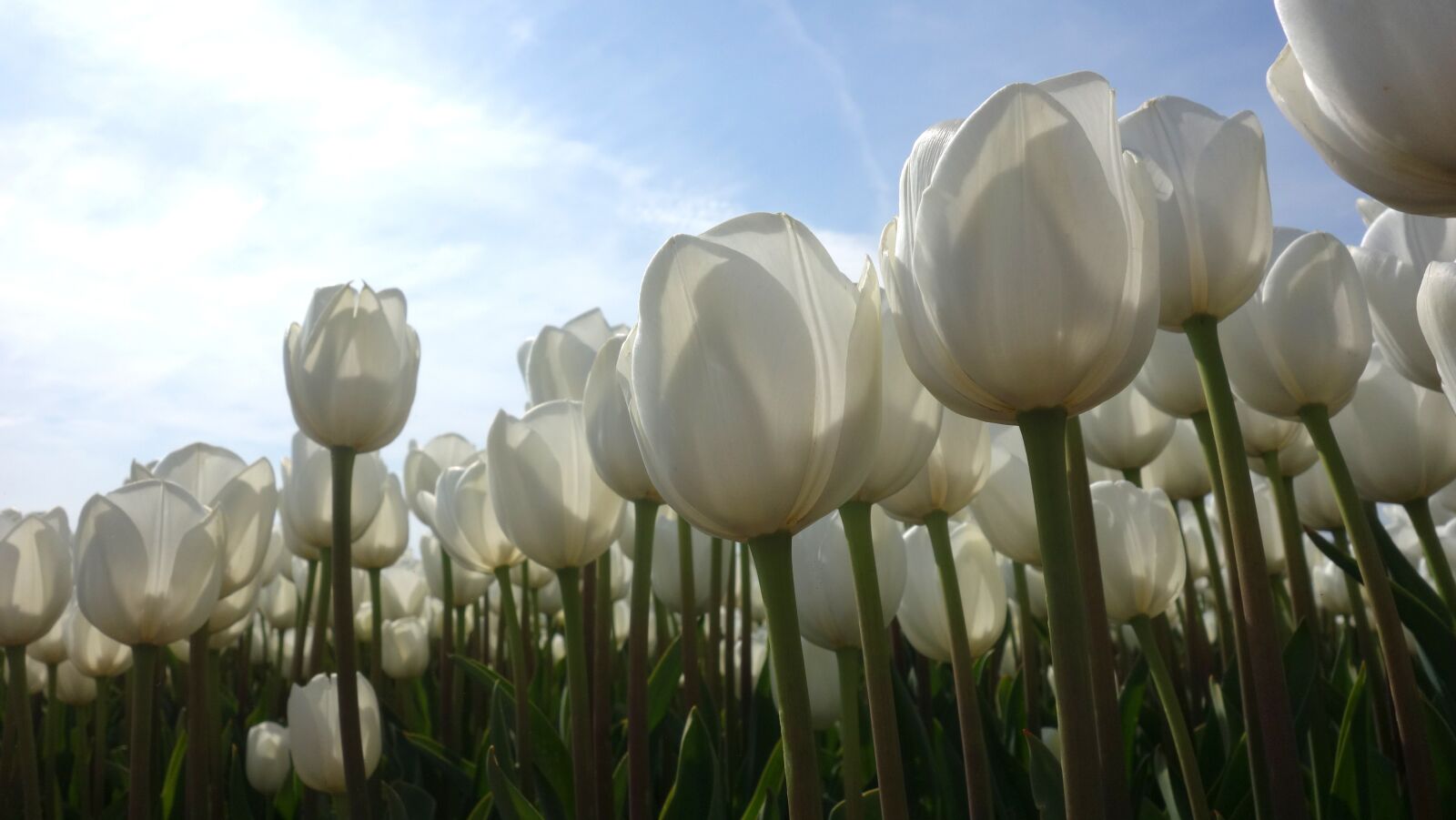 Sony Cyber-shot DSC-RX100 sample photo. Tulips, white, tulip fields photography
