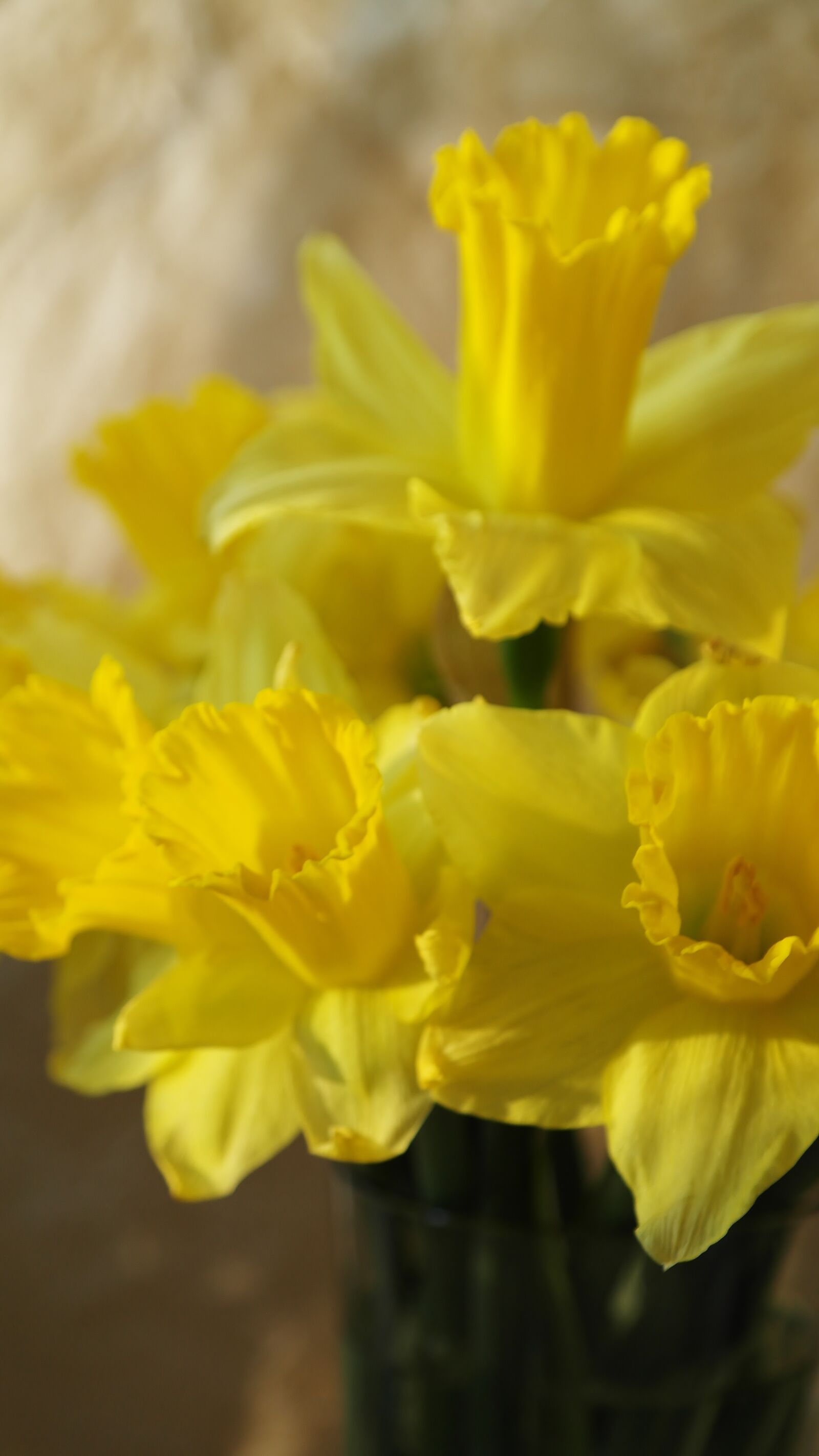Samsung NX20 sample photo. Narcissus, flower, nature photography