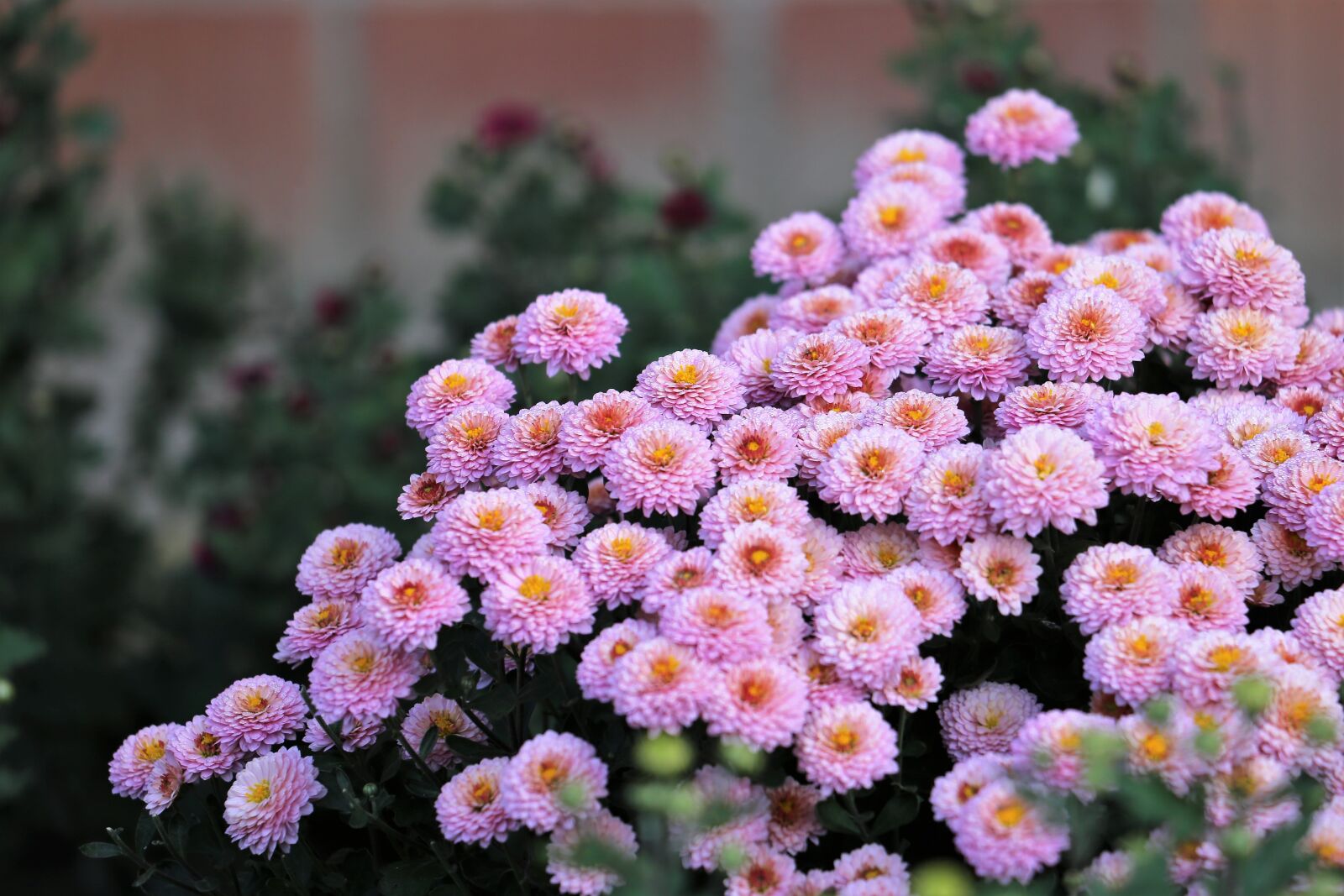 Canon EF 70-300 F4-5.6 IS II USM sample photo. Pink chrysanthemum, flowers, plant photography