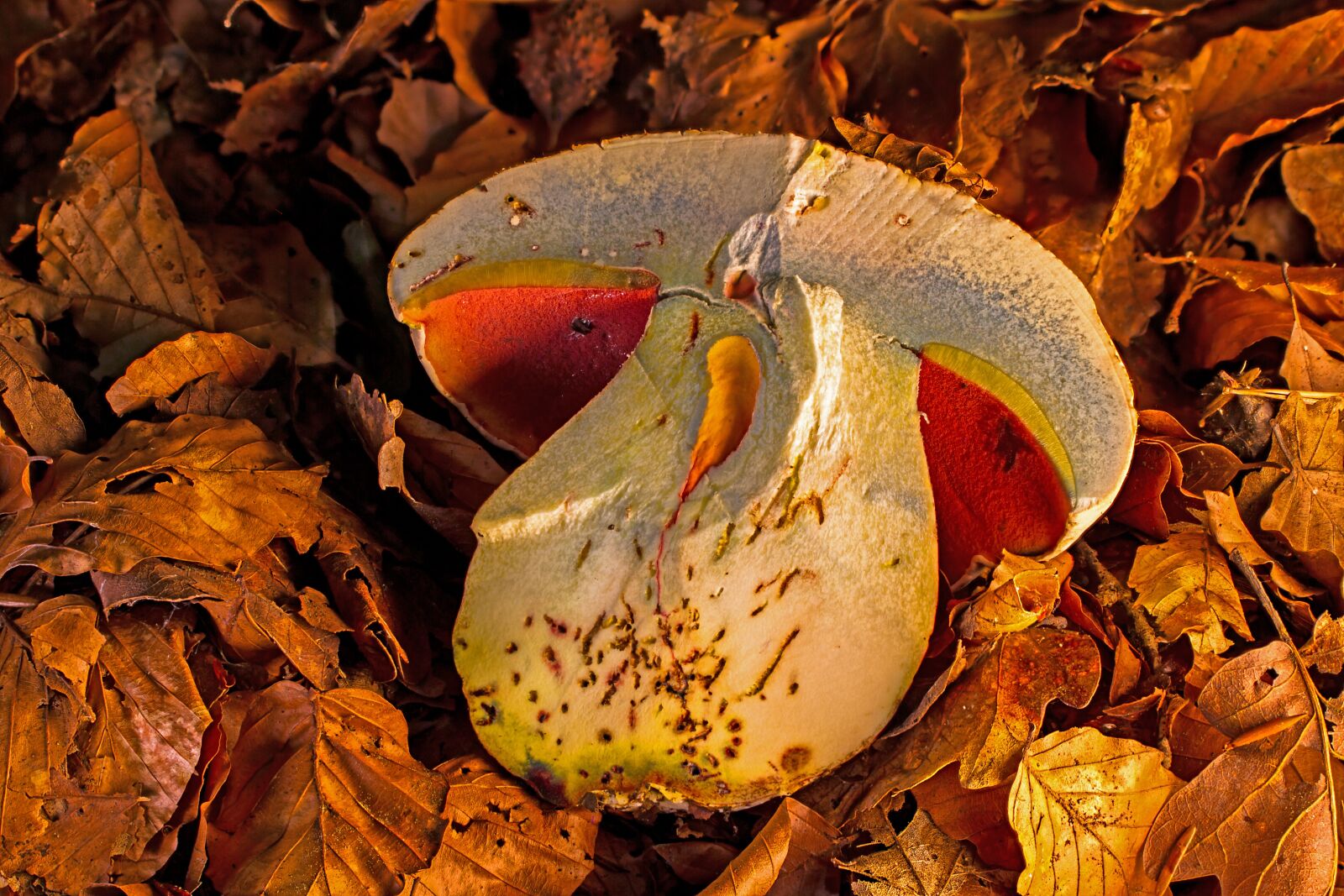 Tamron SP AF 60mm F2 Di II LD IF Macro sample photo. Satan boletus, toadstool, mushroom photography