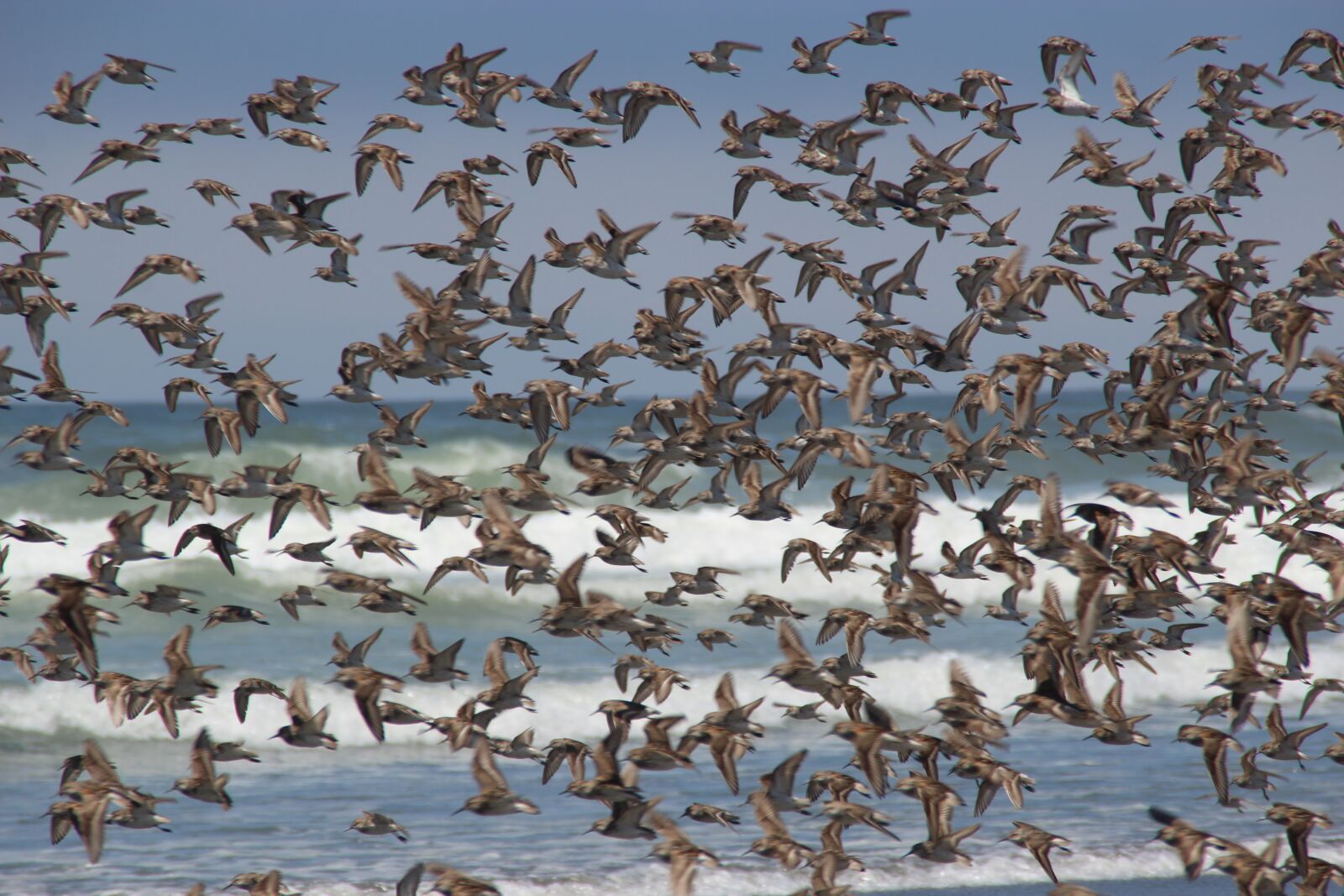 Canon EOS 1200D (EOS Rebel T5 / EOS Kiss X70 / EOS Hi) sample photo. Birds, swarm, sea photography