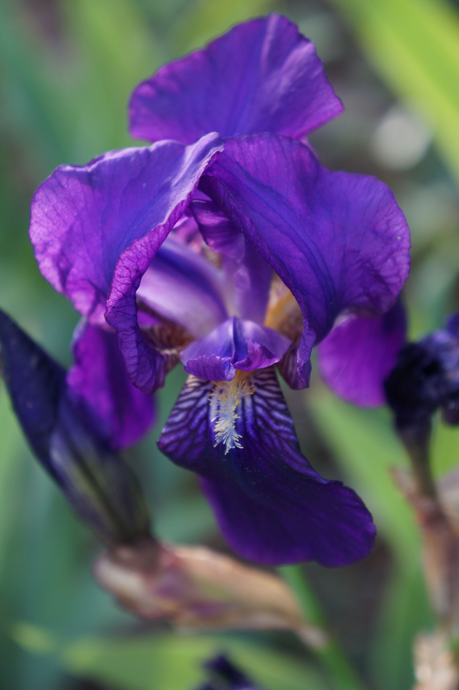 Sony Alpha a3000 sample photo. Iris, flower, bloom photography