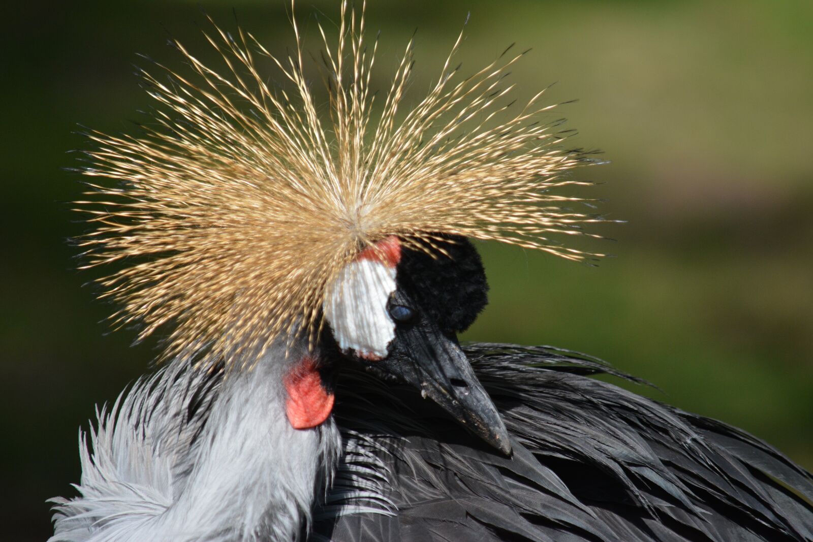 Nikon D5200 sample photo. Animal, bird, birds photography