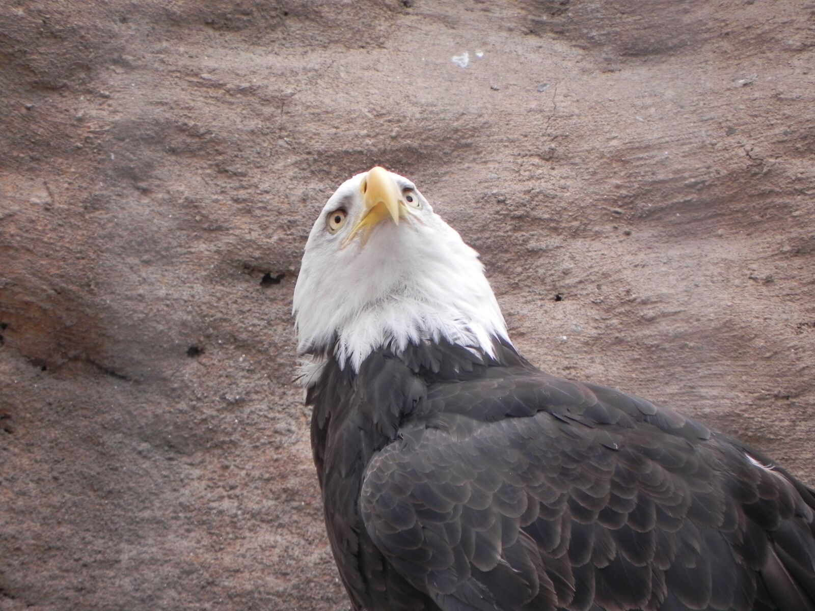 Nikon Coolpix P100 sample photo. Bald eagle, bird, albuquerque photography