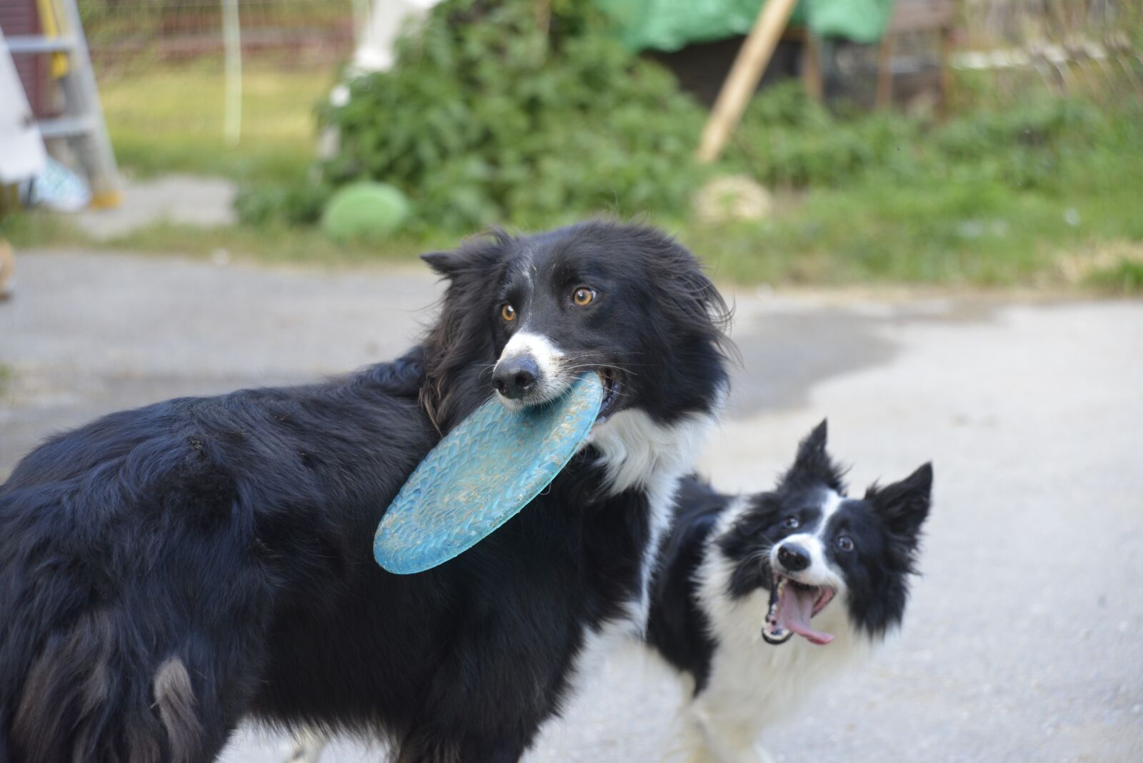 Nikon D600 sample photo. Happy, dog, frisbee photography