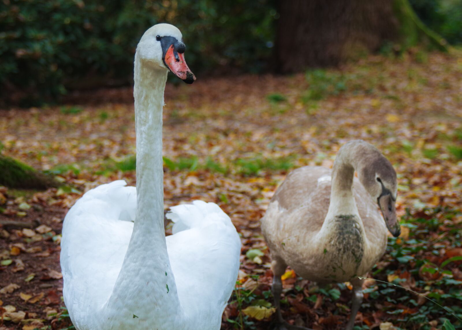 A Series Lens sample photo. Swans, mute swan, cygnet photography