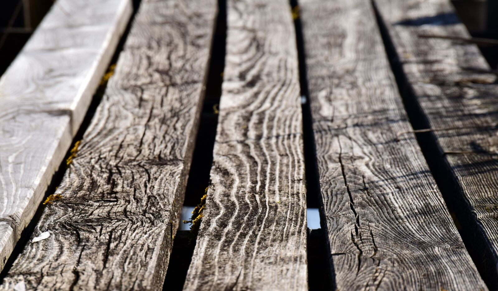 Nikon D3300 sample photo. Web, plank, close up photography