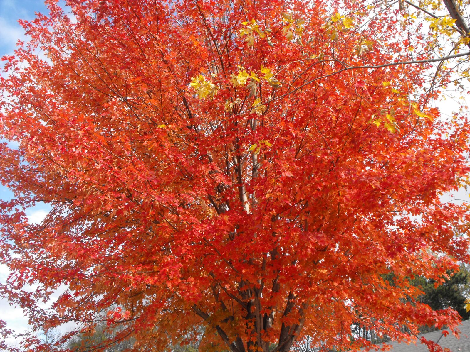 Fujifilm FinePix S1000fd sample photo. Red maple, fall, maple photography