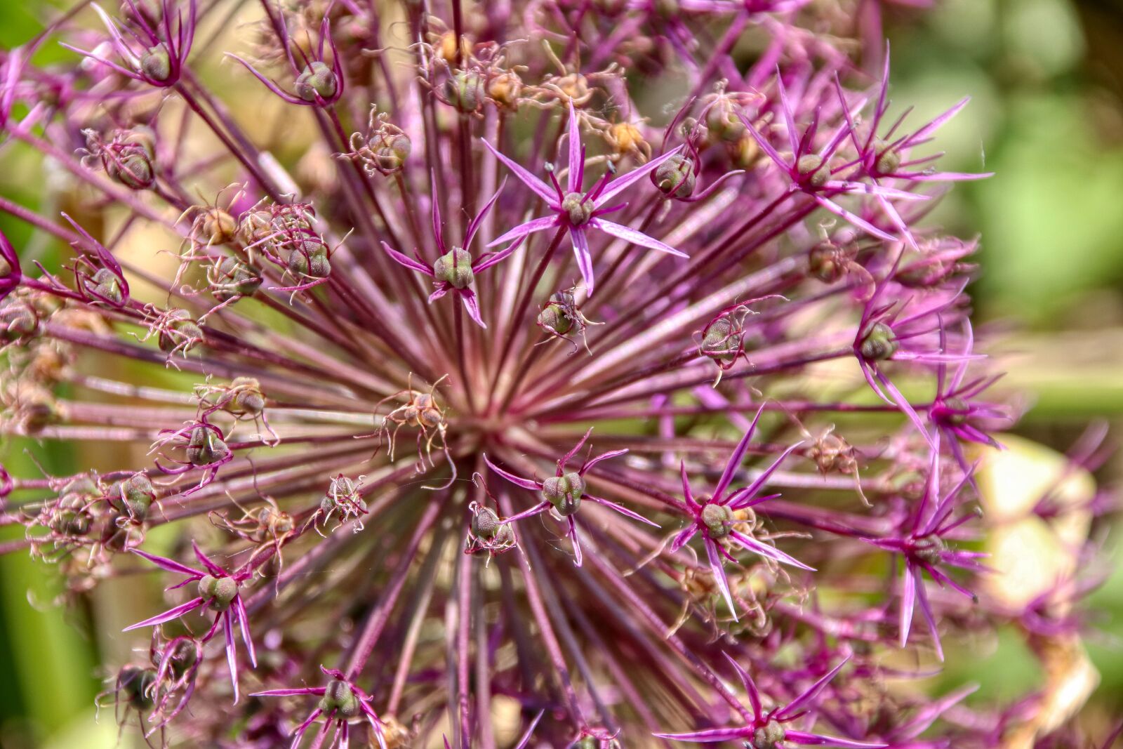 Canon EOS 80D sample photo. Flower, star, pattern photography