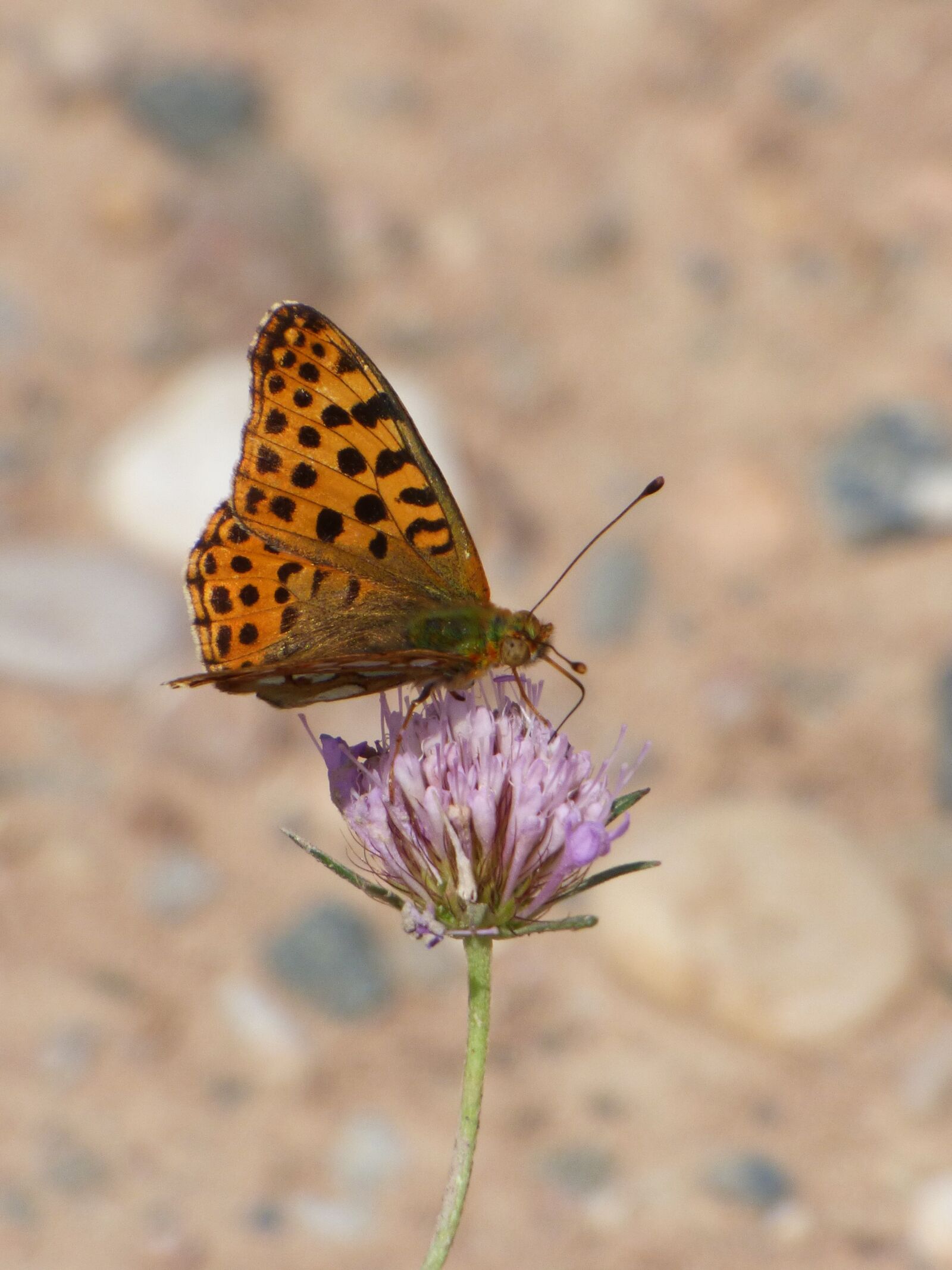 Panasonic Lumix DMC-FZ70 sample photo. Butterfly, butterfly aranja, wild photography