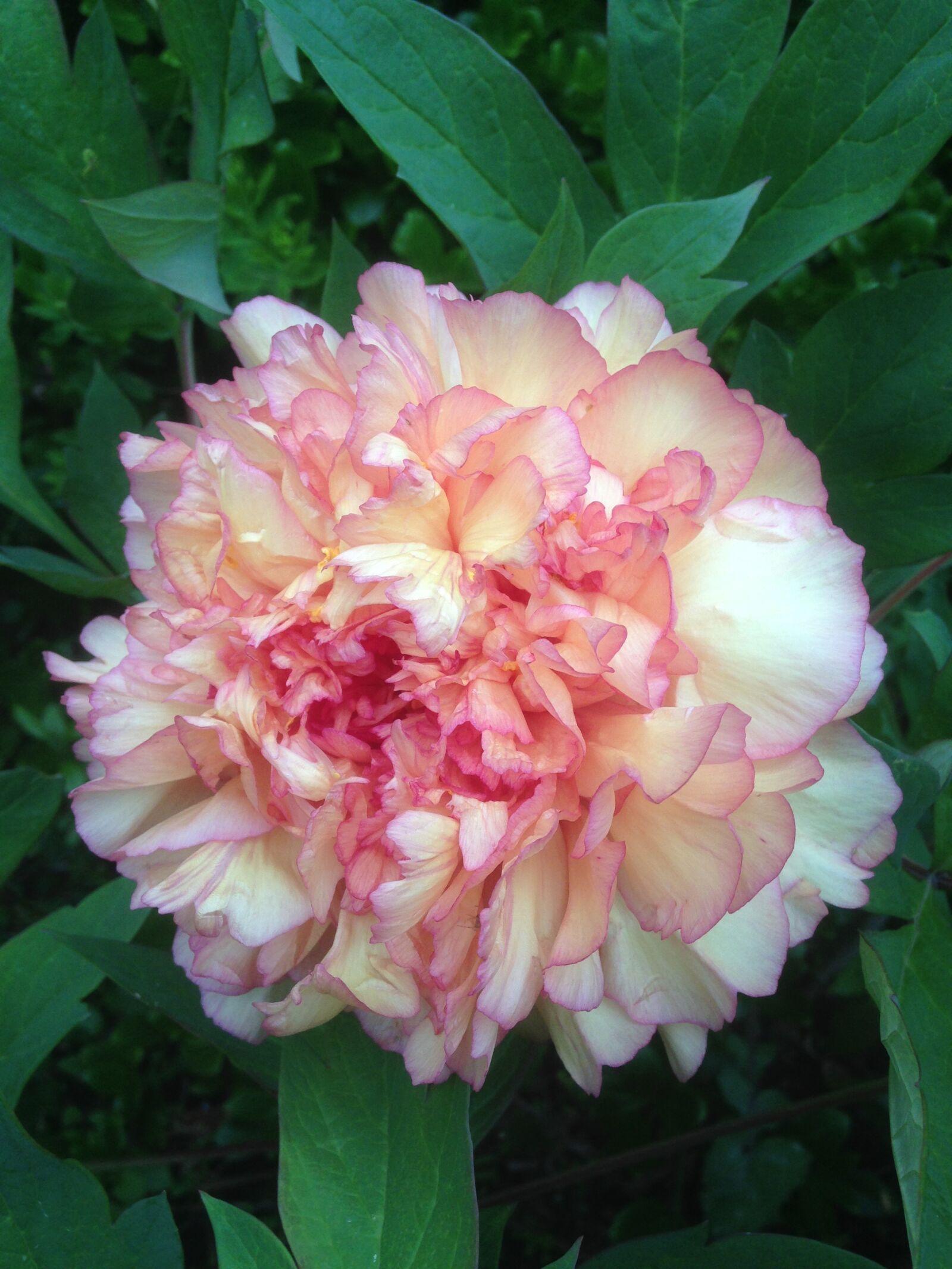 iPhone 5 back camera 4.12mm f/2.4 sample photo. Rose, flower, rose blooms photography