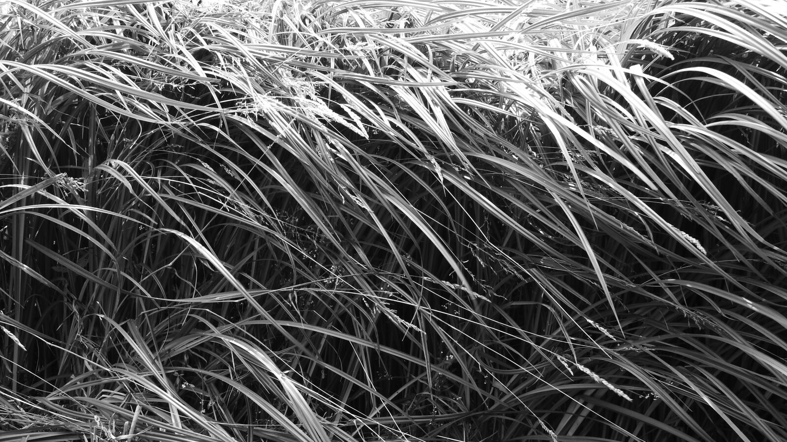 Nikon Coolpix P610 sample photo. Grass, sedge, blades of photography