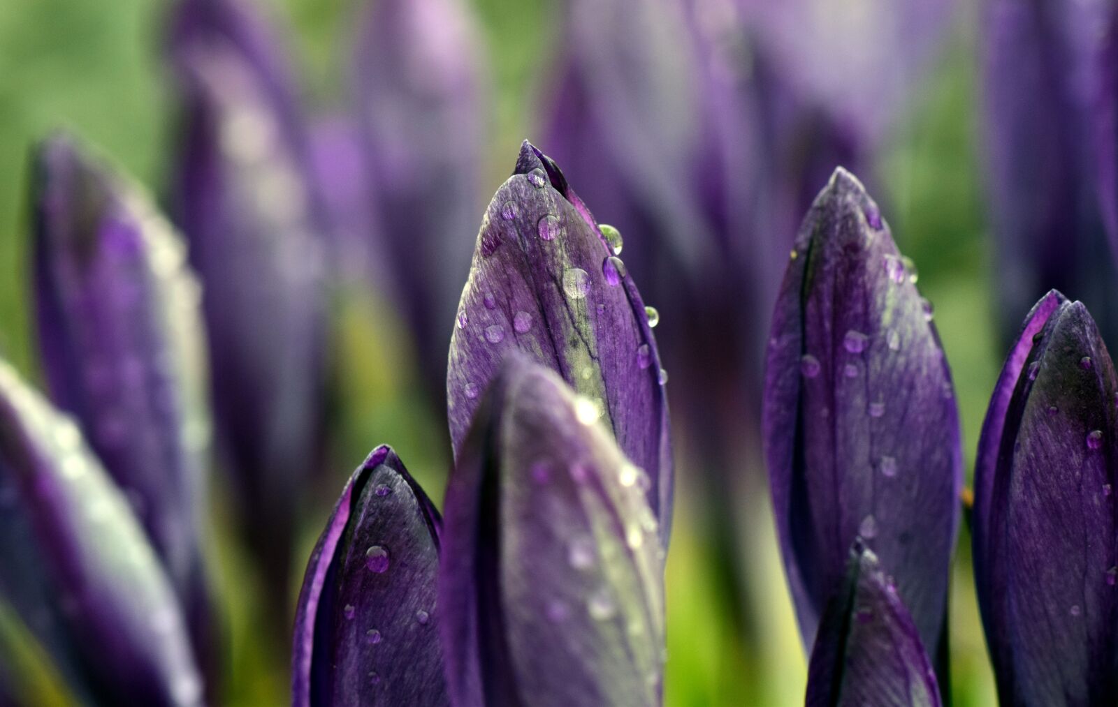 Nikon D3300 sample photo. Crocus, meadow, close up photography