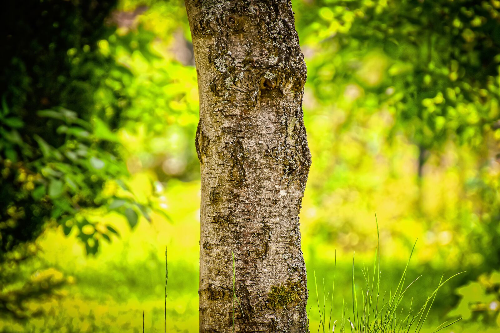Nikon D7200 sample photo. Nature, environment, forest photography