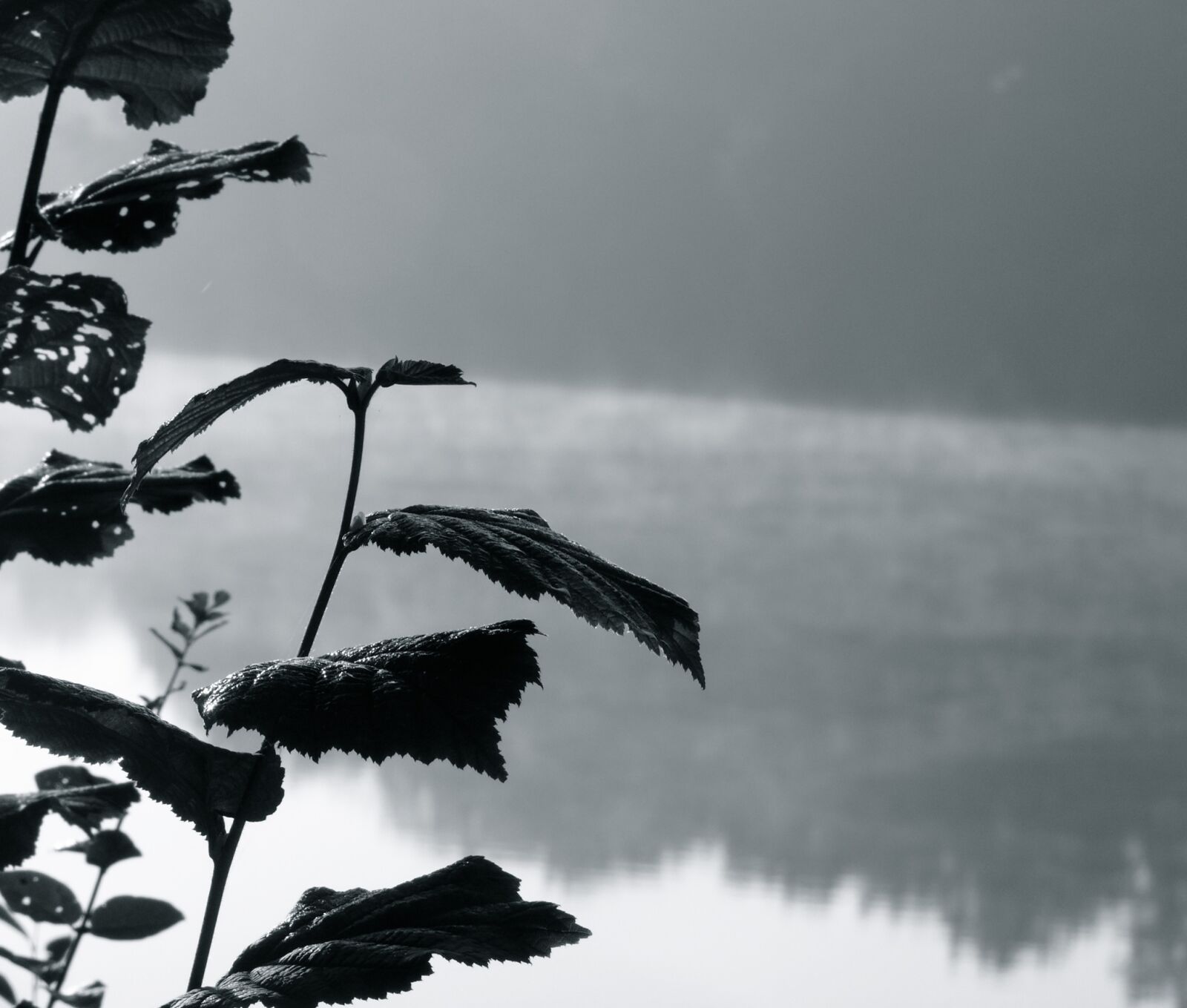 Leica V-LUX 1 sample photo. Haze, leaves, water photography