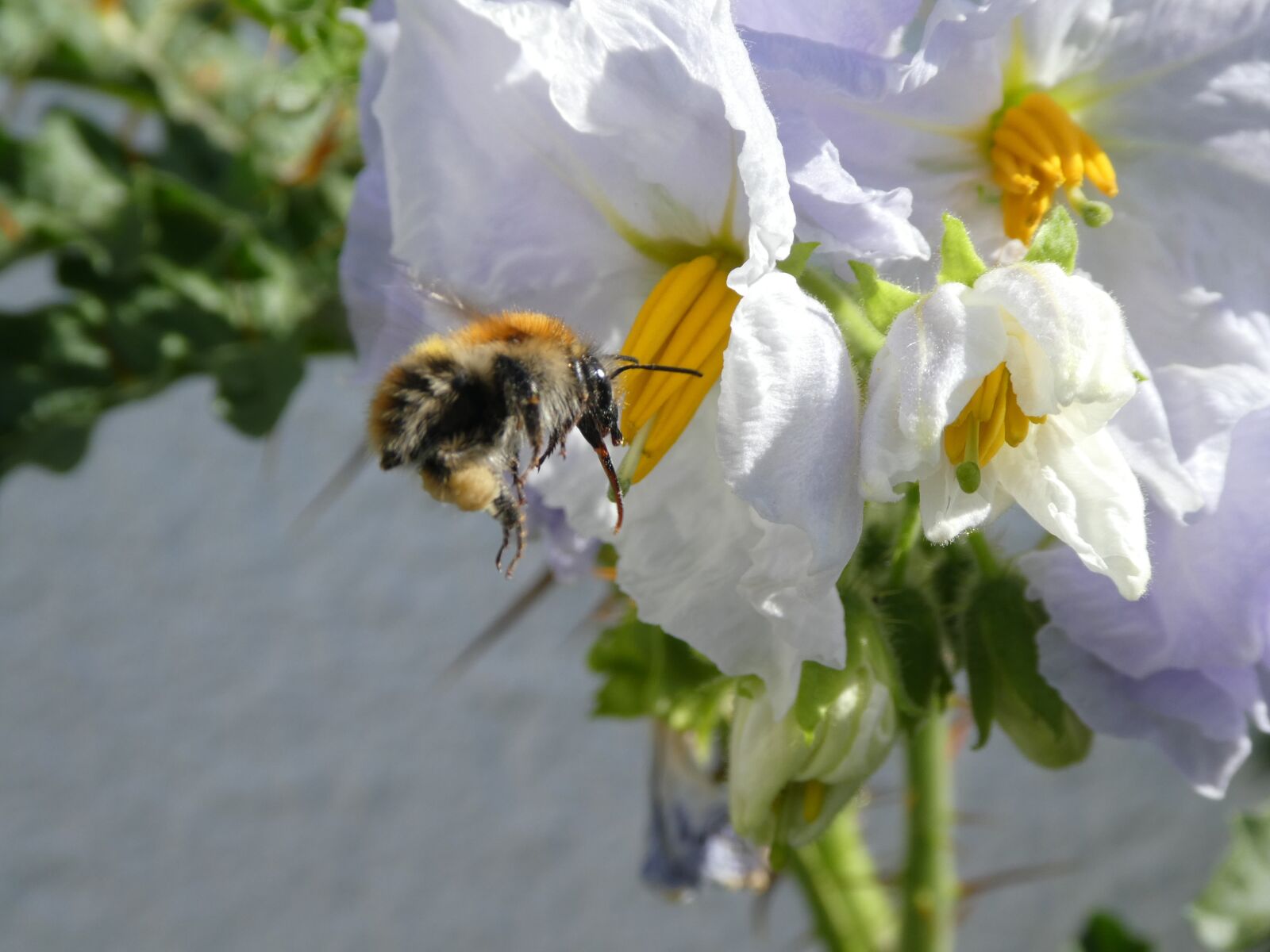 Panasonic DMC-TZ81 sample photo. Bee, hummel, blossom photography