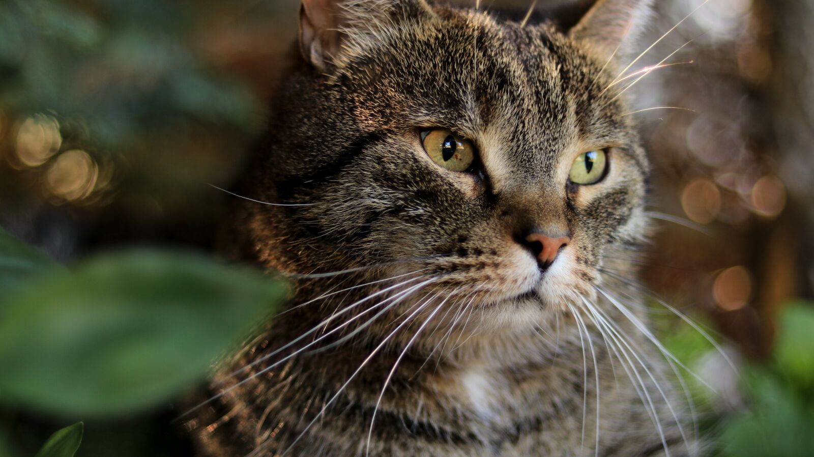 Canon EOS 80D + Canon EF 50mm F1.8 STM sample photo. Cat, garden, domestic cat photography