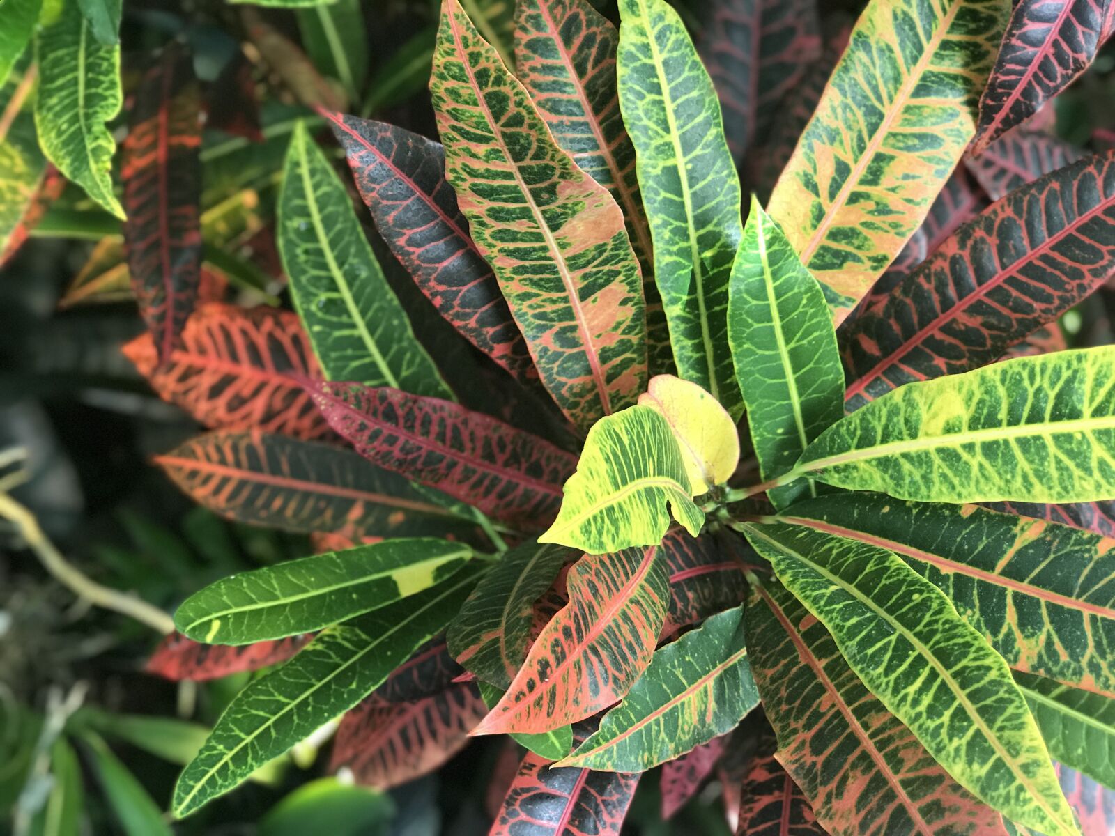 Apple iPhone 7 Plus sample photo. Nature, plants, green photography