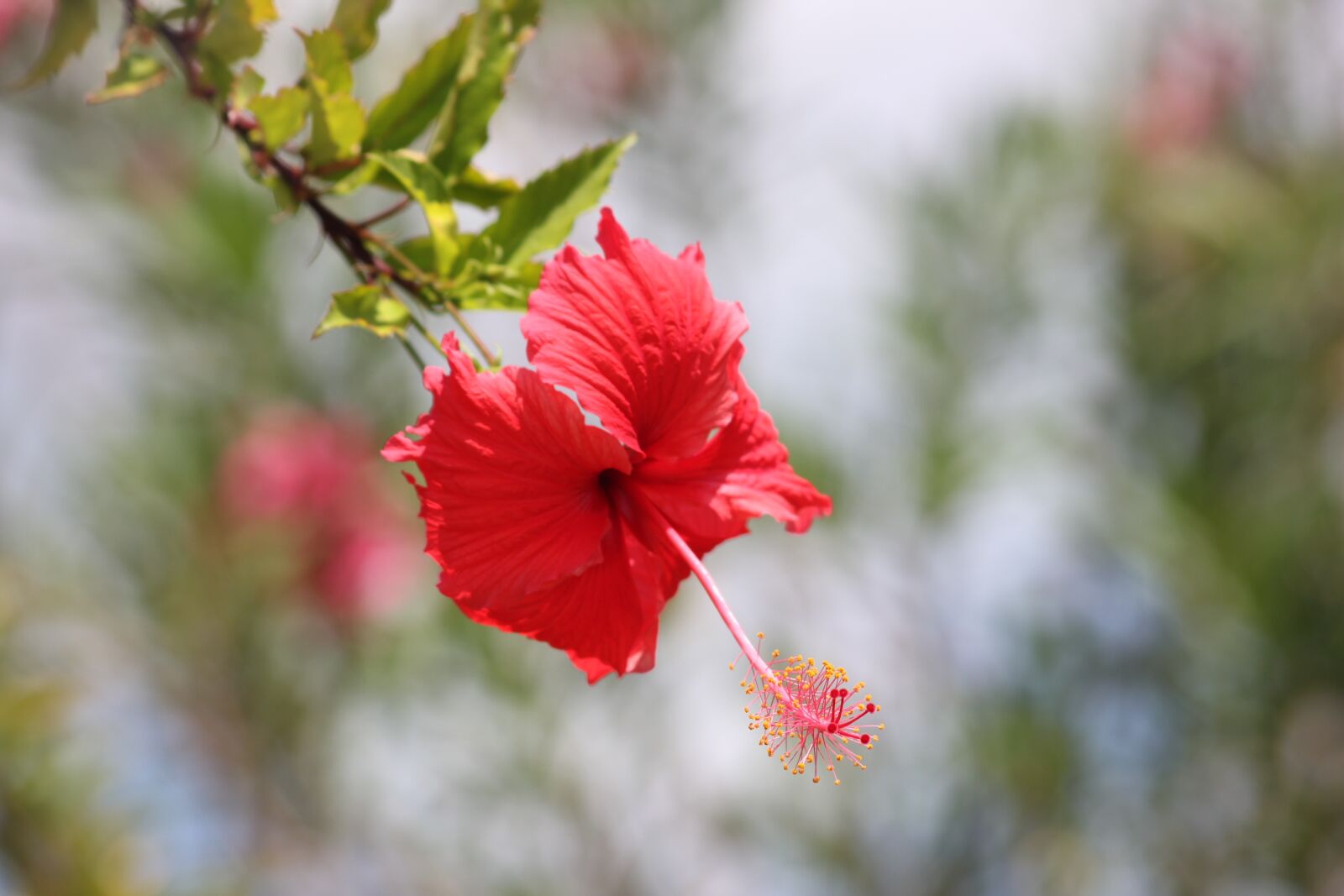 Canon EOS 550D (EOS Rebel T2i / EOS Kiss X4) sample photo. Hibiscus, flowers, red photography