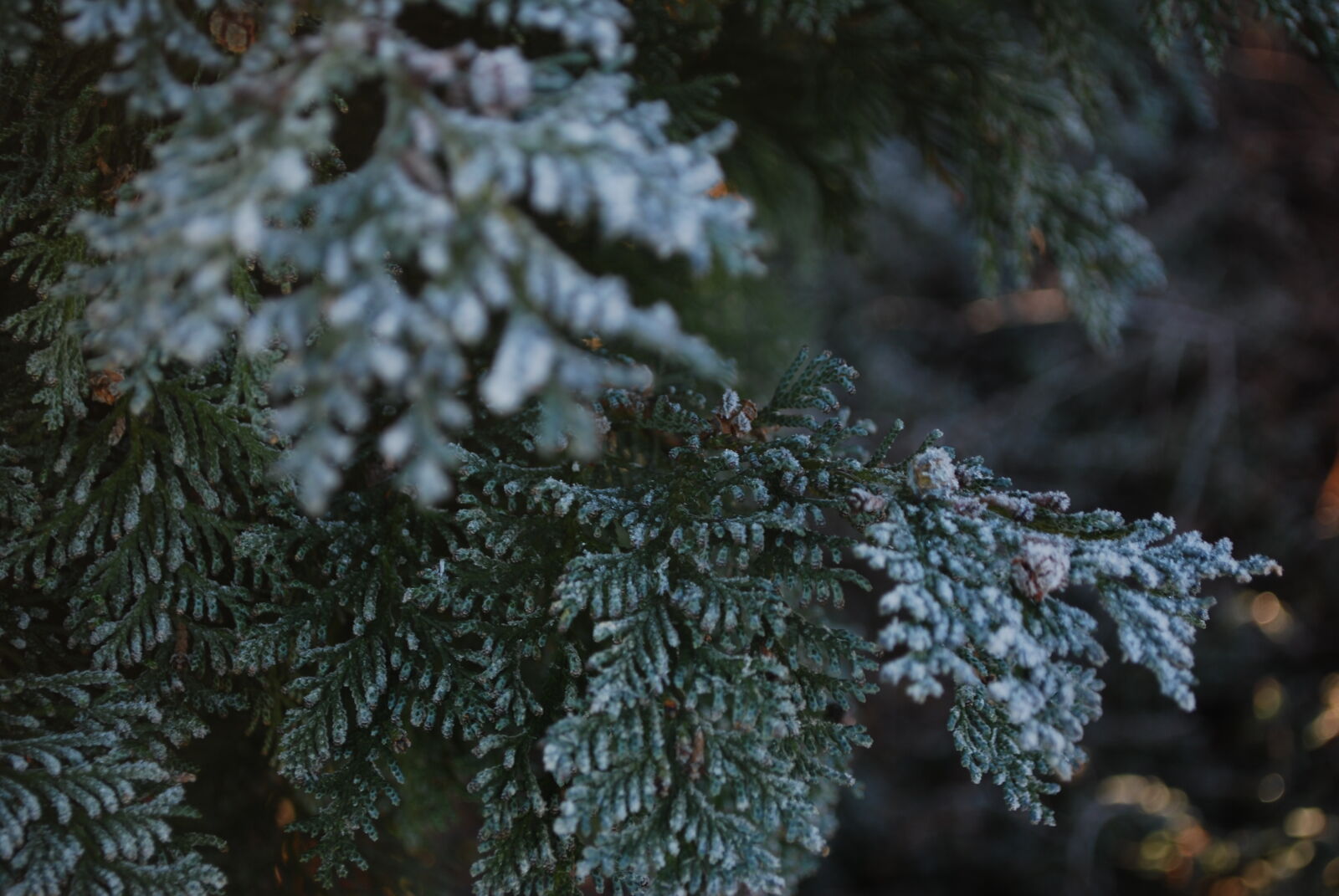 Nikon D60 sample photo. Blue, cold, conifer, dark photography