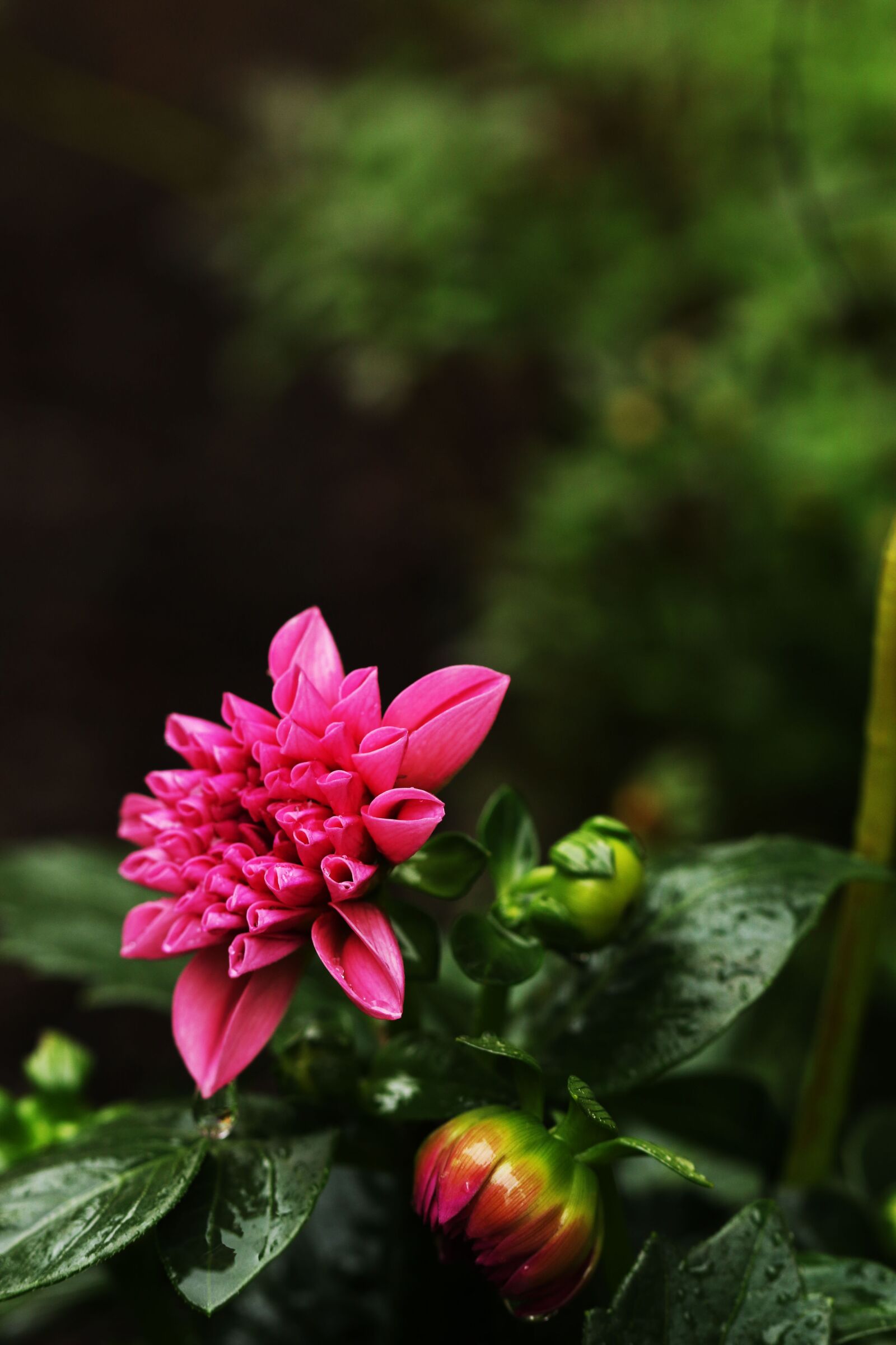 Canon EOS 7D Mark II sample photo. Flower, garden, pink photography