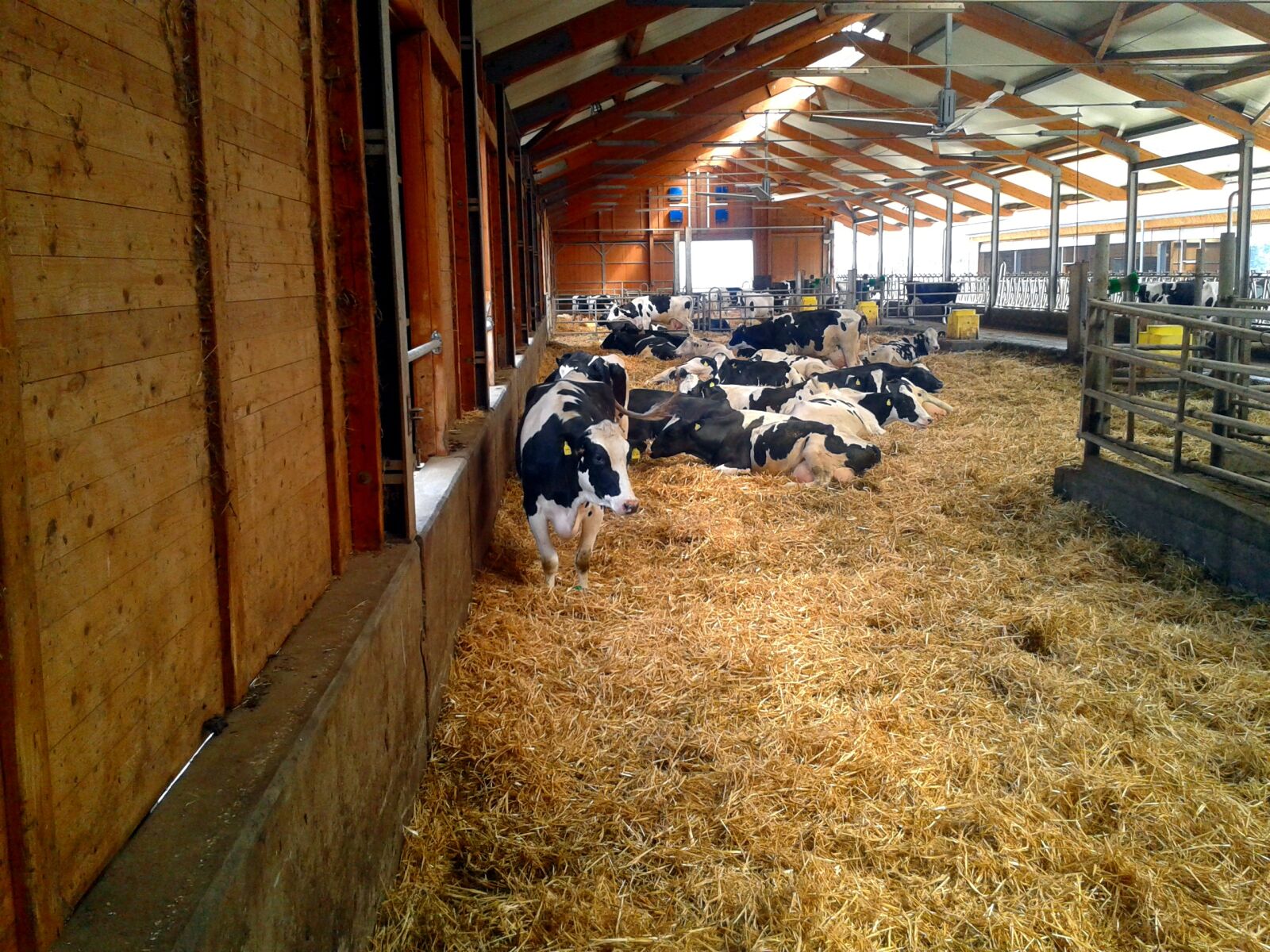 Samsung Galaxy S3 Mini sample photo. Farm, stall, cow photography