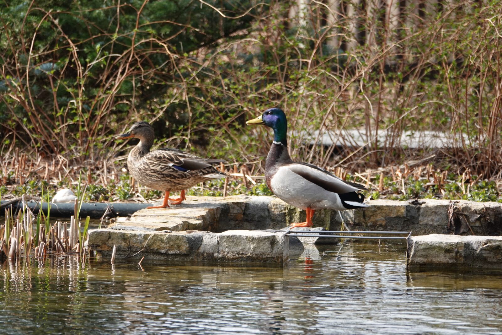 Sony Cyber-shot DSC-RX10 IV sample photo. Water, nature, duck photography
