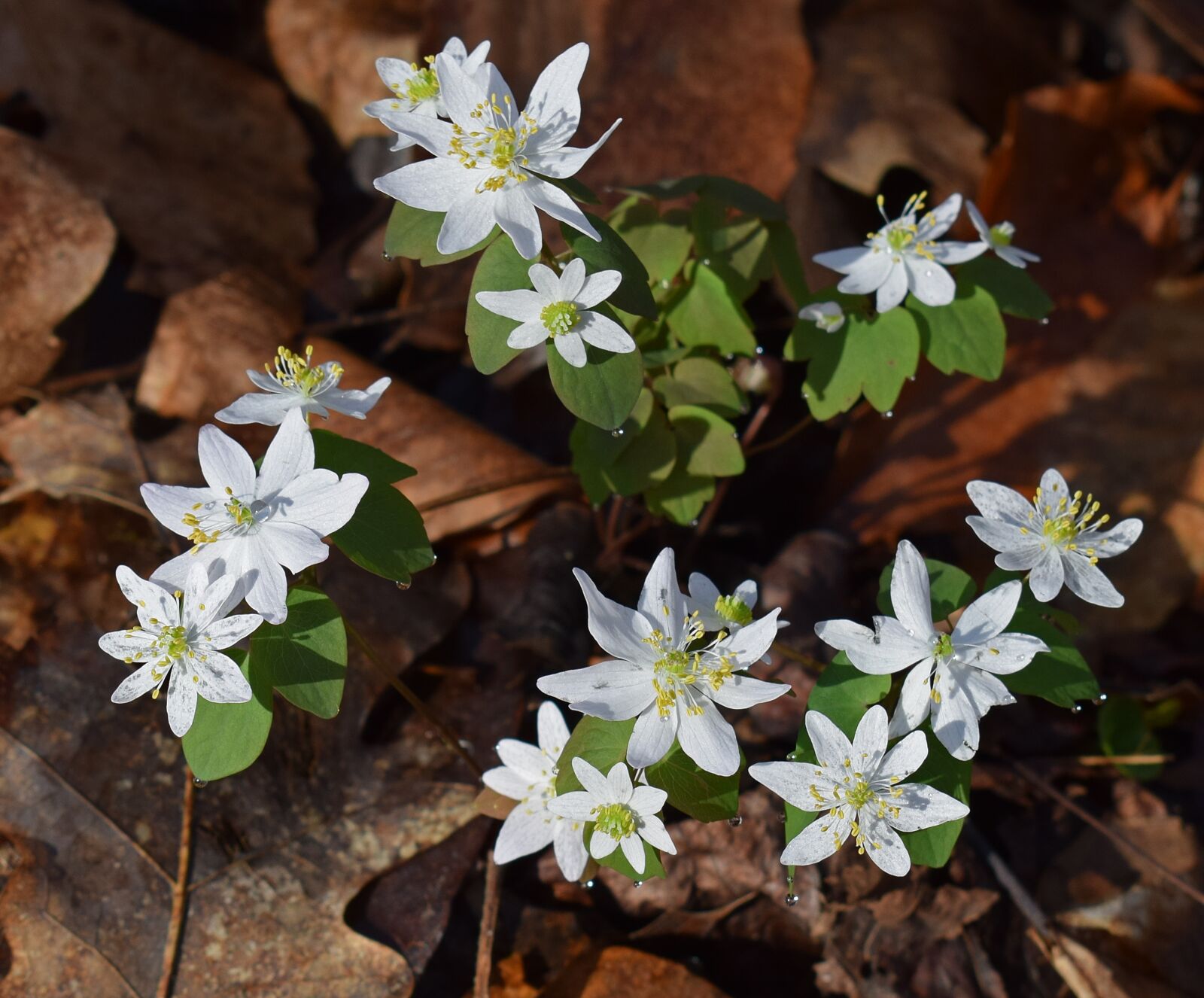 Nikon D3300 sample photo. Rue anemone grouping, wildflower photography