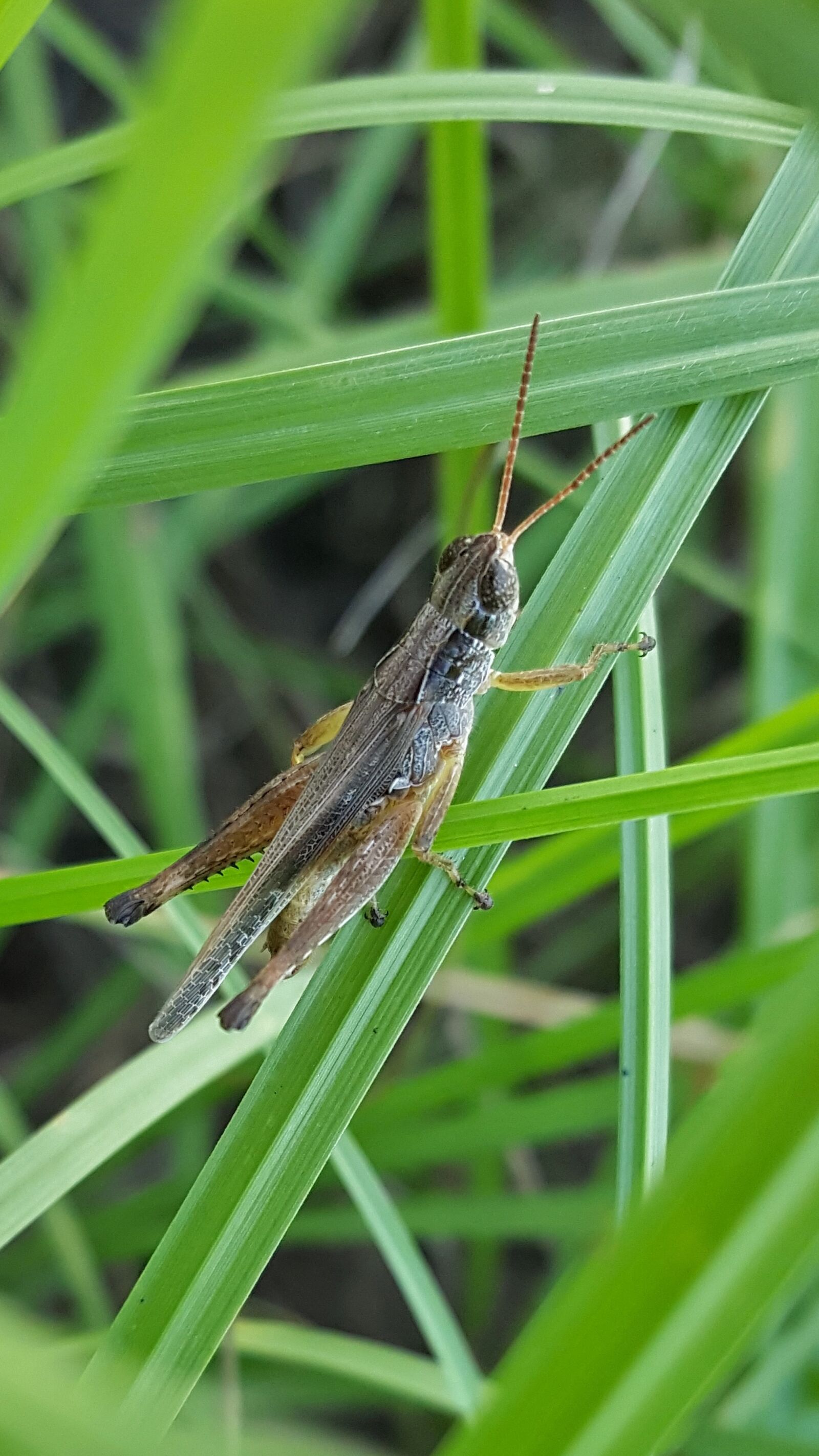 Samsung Galaxy Note5 sample photo. Grasshopper, slant faced grasshopper photography