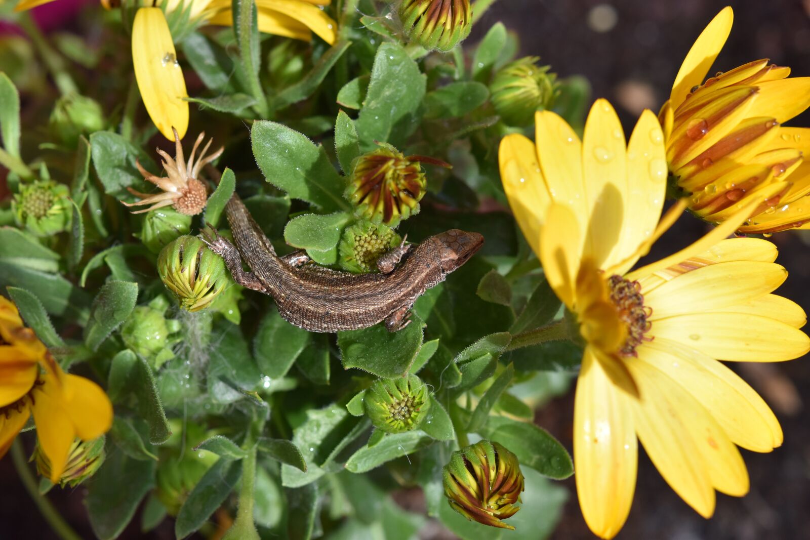 Nikon D5600 sample photo. Lizard, reptiles, friends of photography