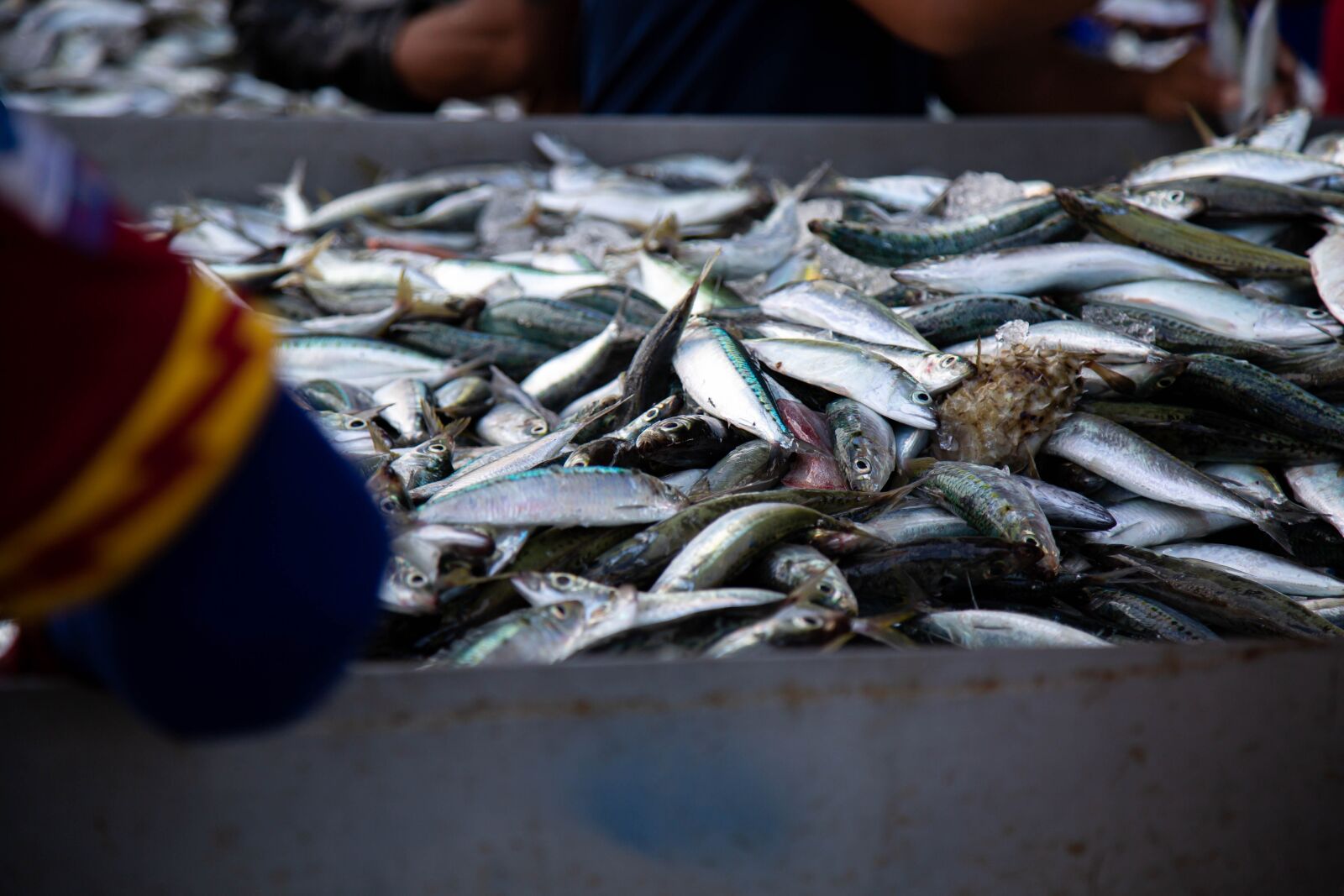 Canon EF 24-105mm F4L IS USM sample photo. Fish, seafood, tuna fish photography