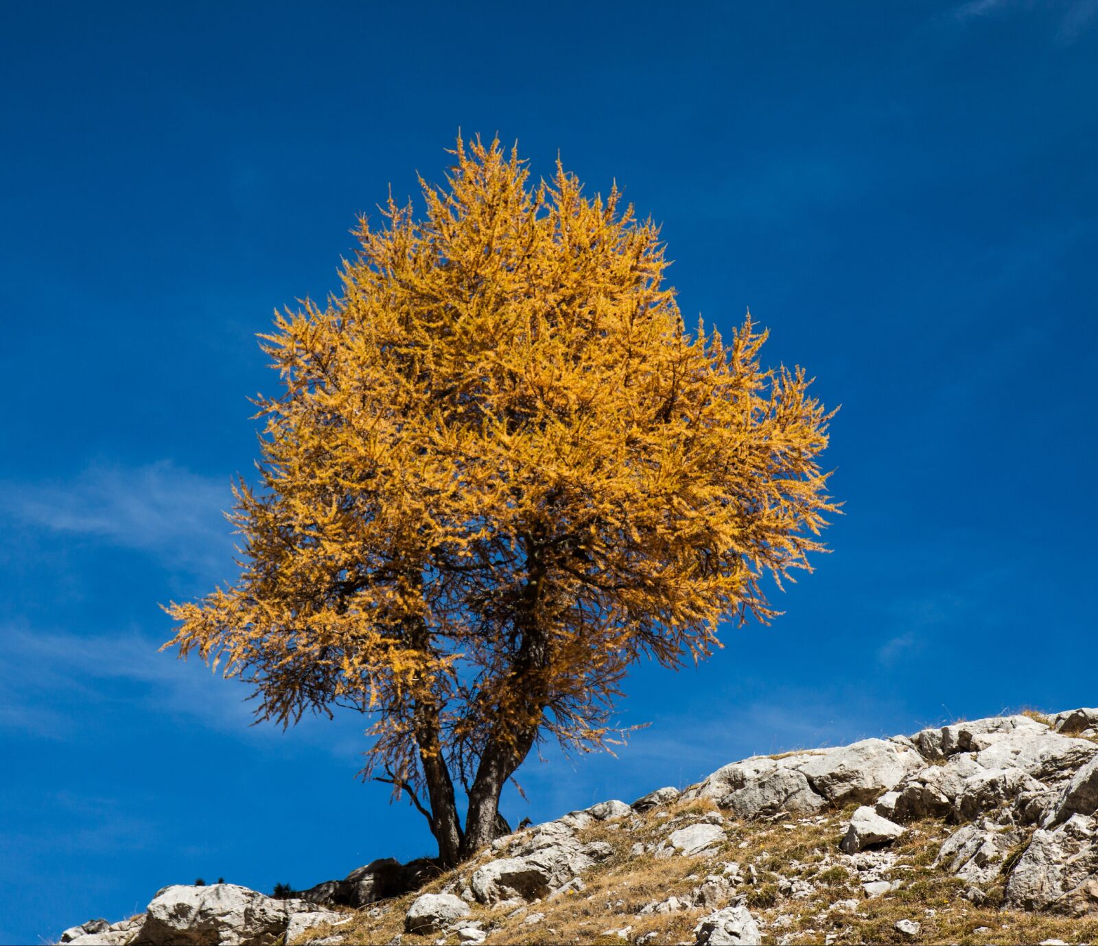 Canon EOS 50D + Sigma 12-24mm f/4.5-5.6 EX DG ASPHERICAL HSM + 1.4x sample photo. Tree, autumn, nature photography