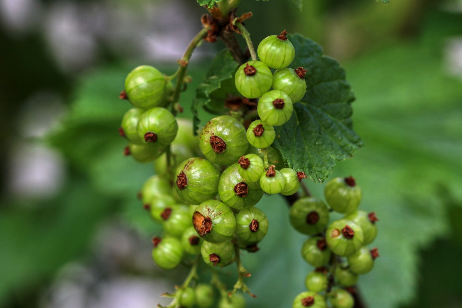 Canon EOS 80D sample photo. Currants, immature, berries photography