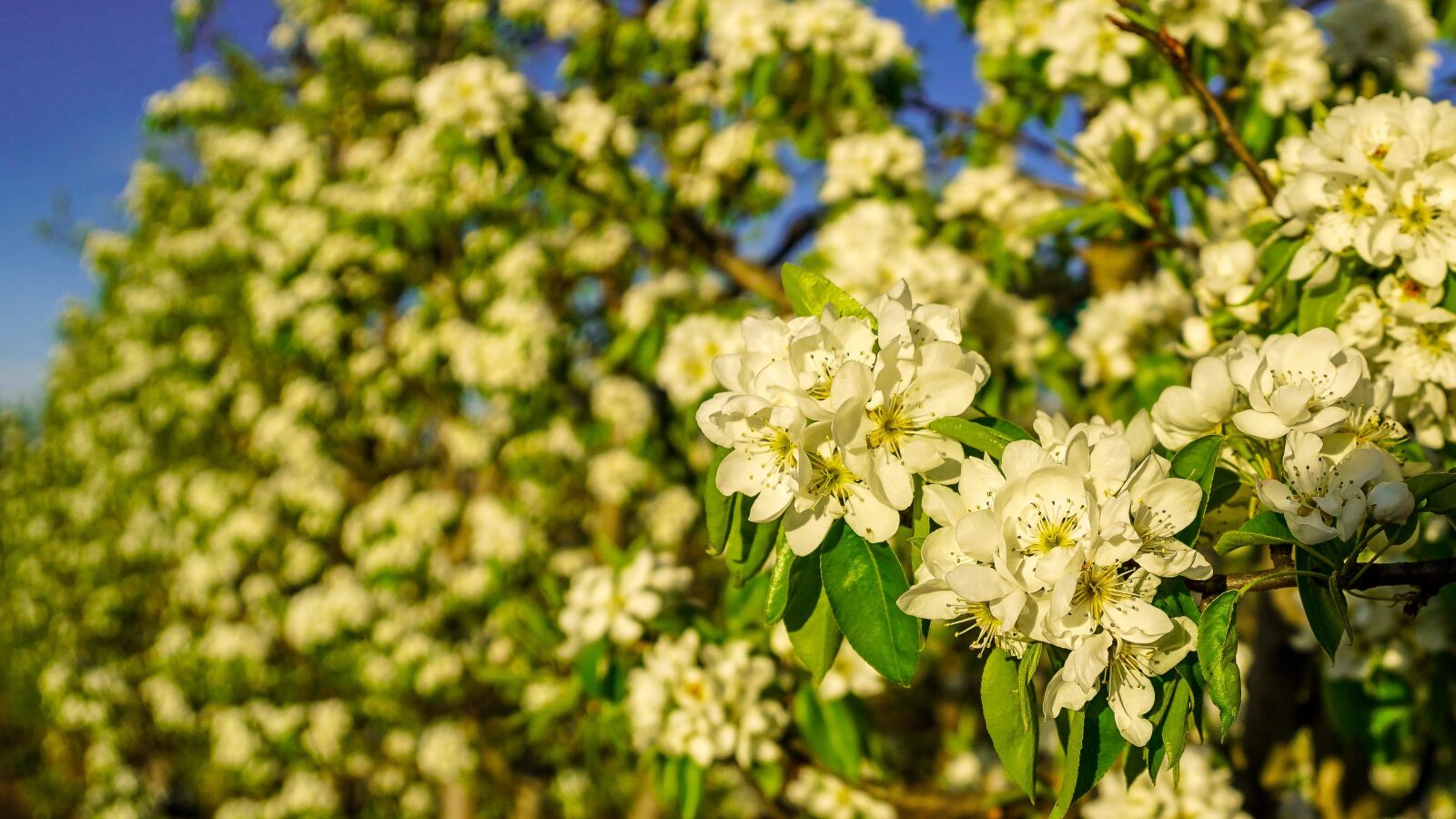 Sony a6500 + Sony Vario-Tessar T* E 16-70mm F4 ZA OSS sample photo. Flower, plant, nature photography