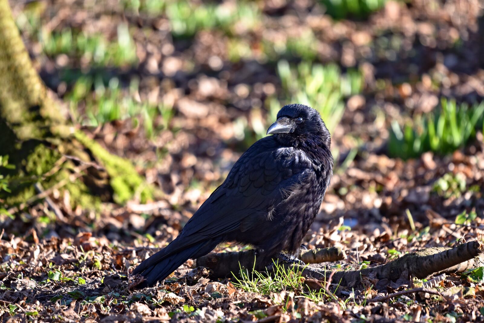 Nikon D750 sample photo. Crow, bird, corvus photography
